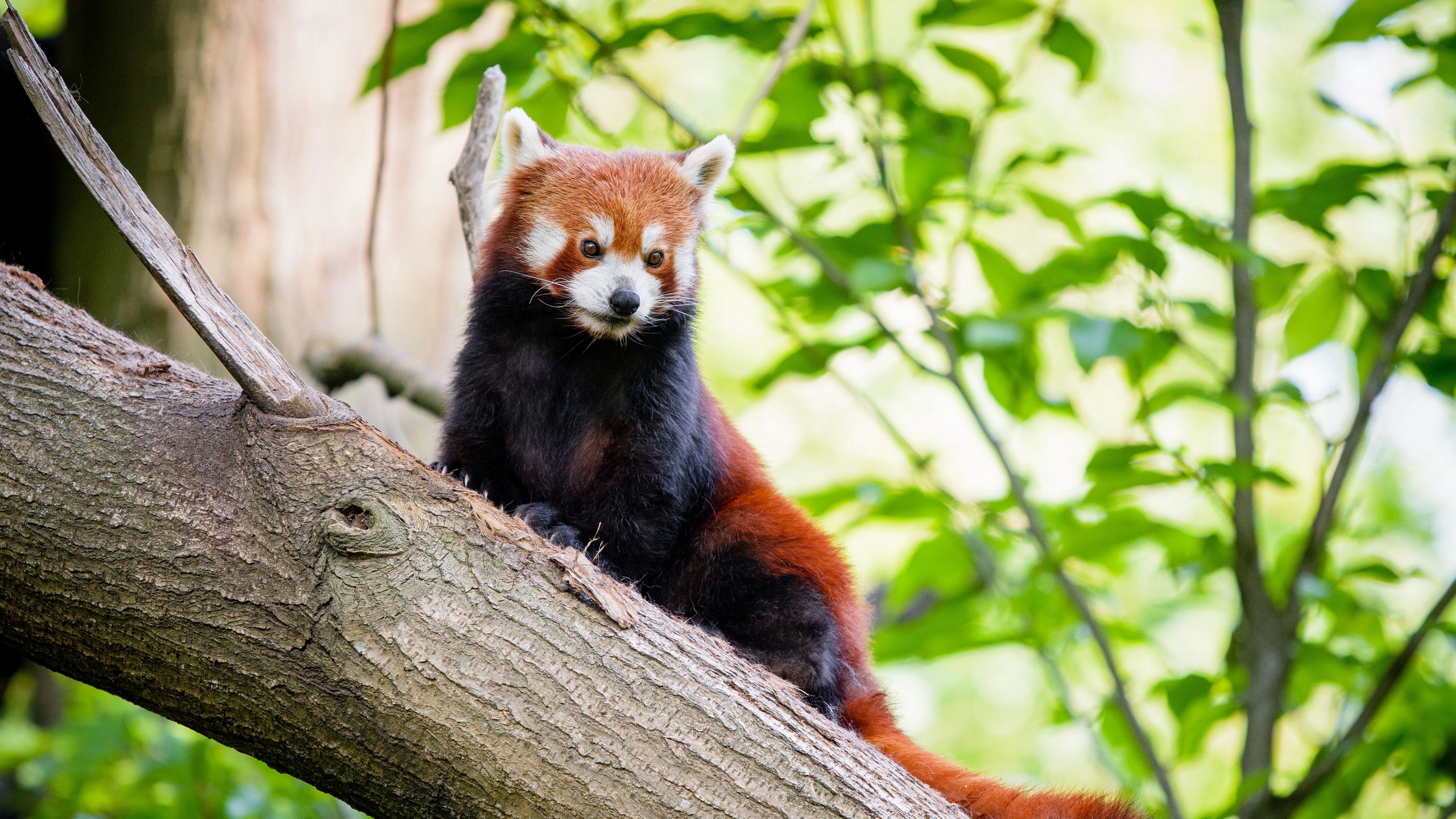 Wallpaper / red panda, panda, cute, tree, 4k free download