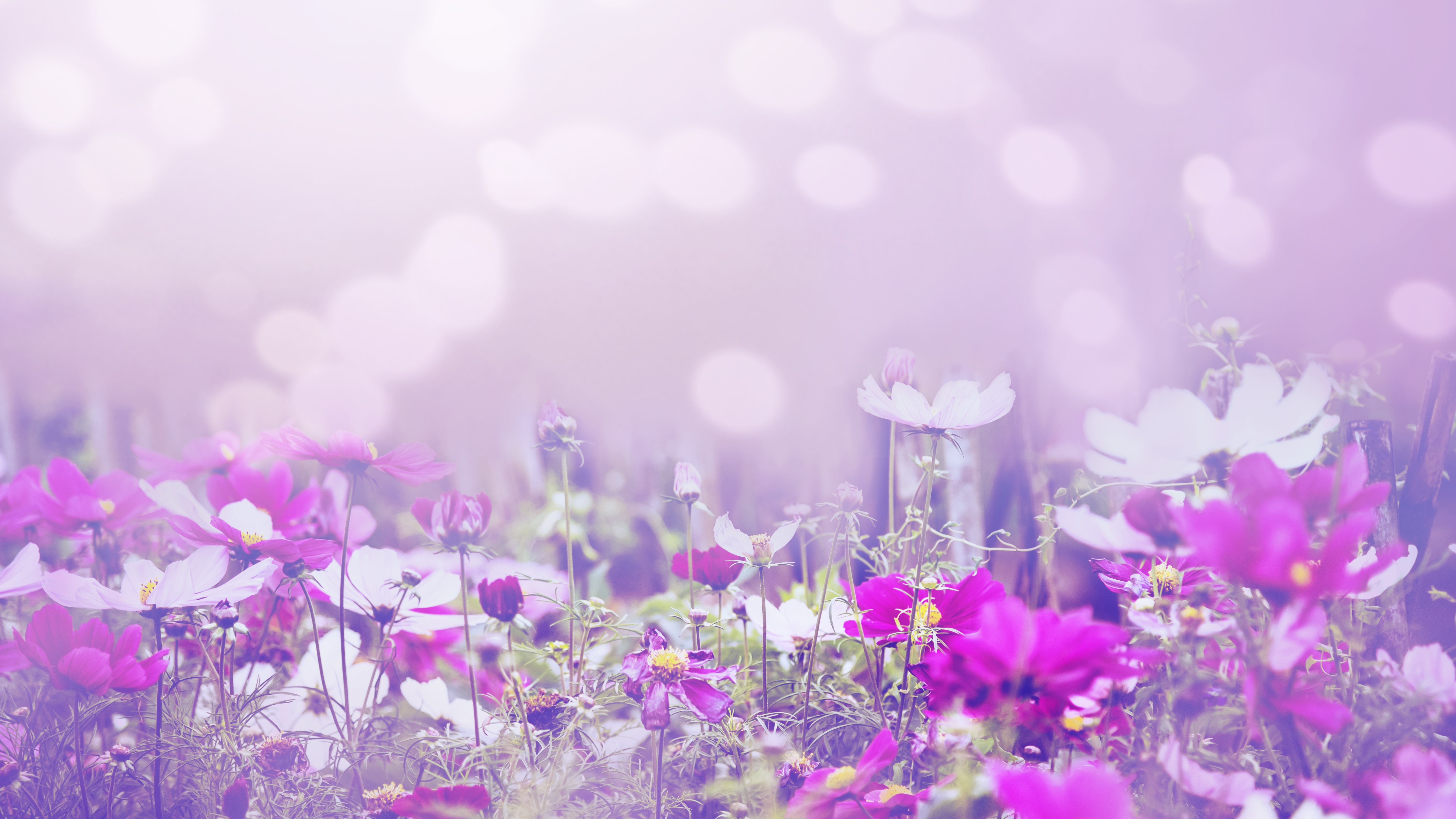 Flower Wallpaper , Image and Background for Free Download