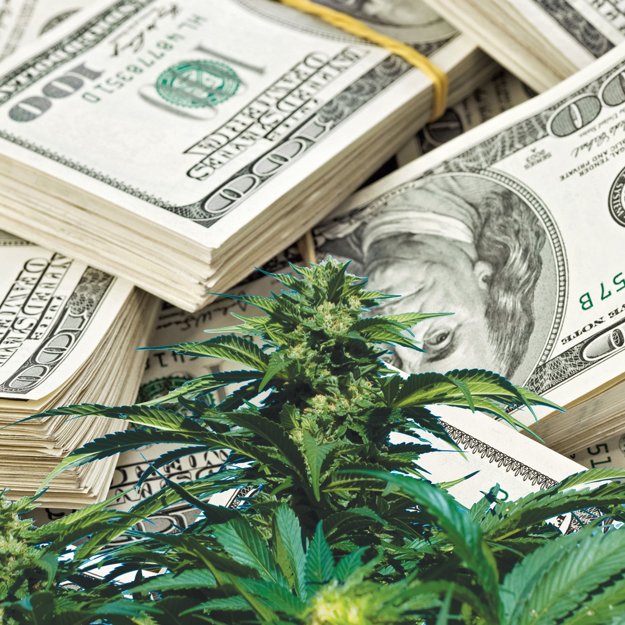 weed money wallpaper