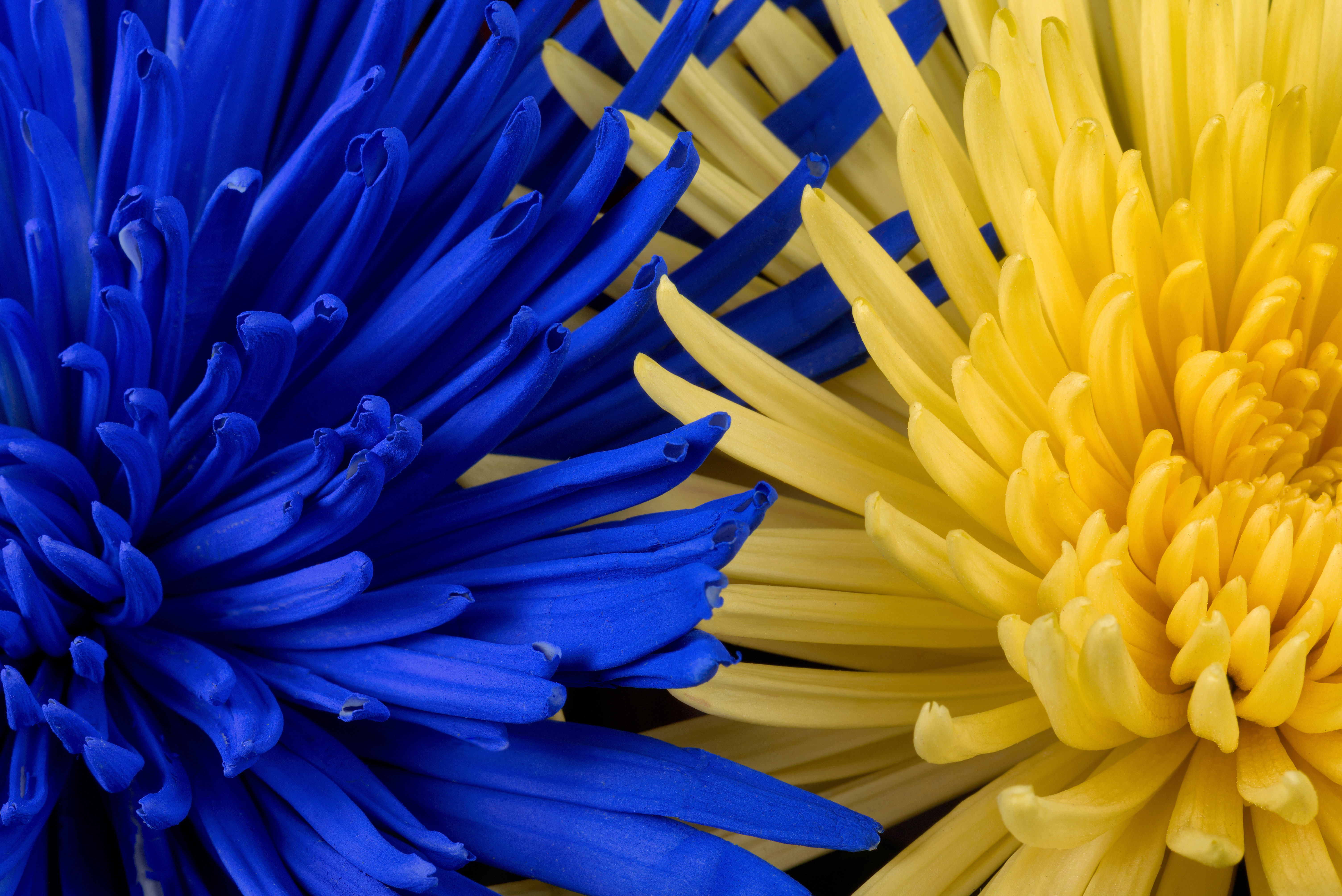 Blue and Yellow Flowers Royalty Free Photo