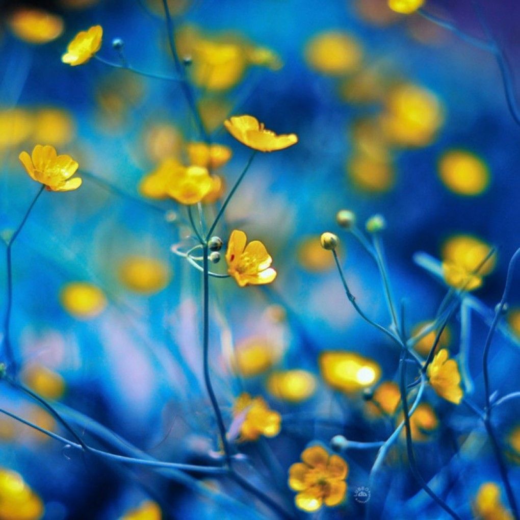 Banana Appeal. Bokeh wallpaper, Yellow flowers, Blue bokeh