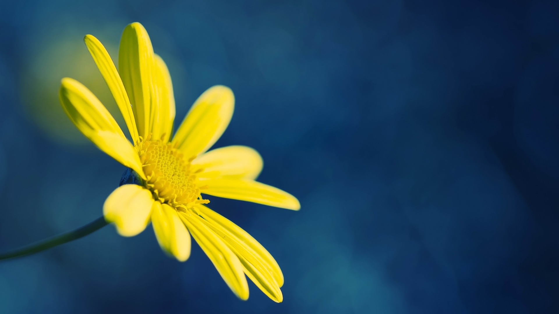 Yellow Flower on Blue Background desktop PC and Mac wallpaper
