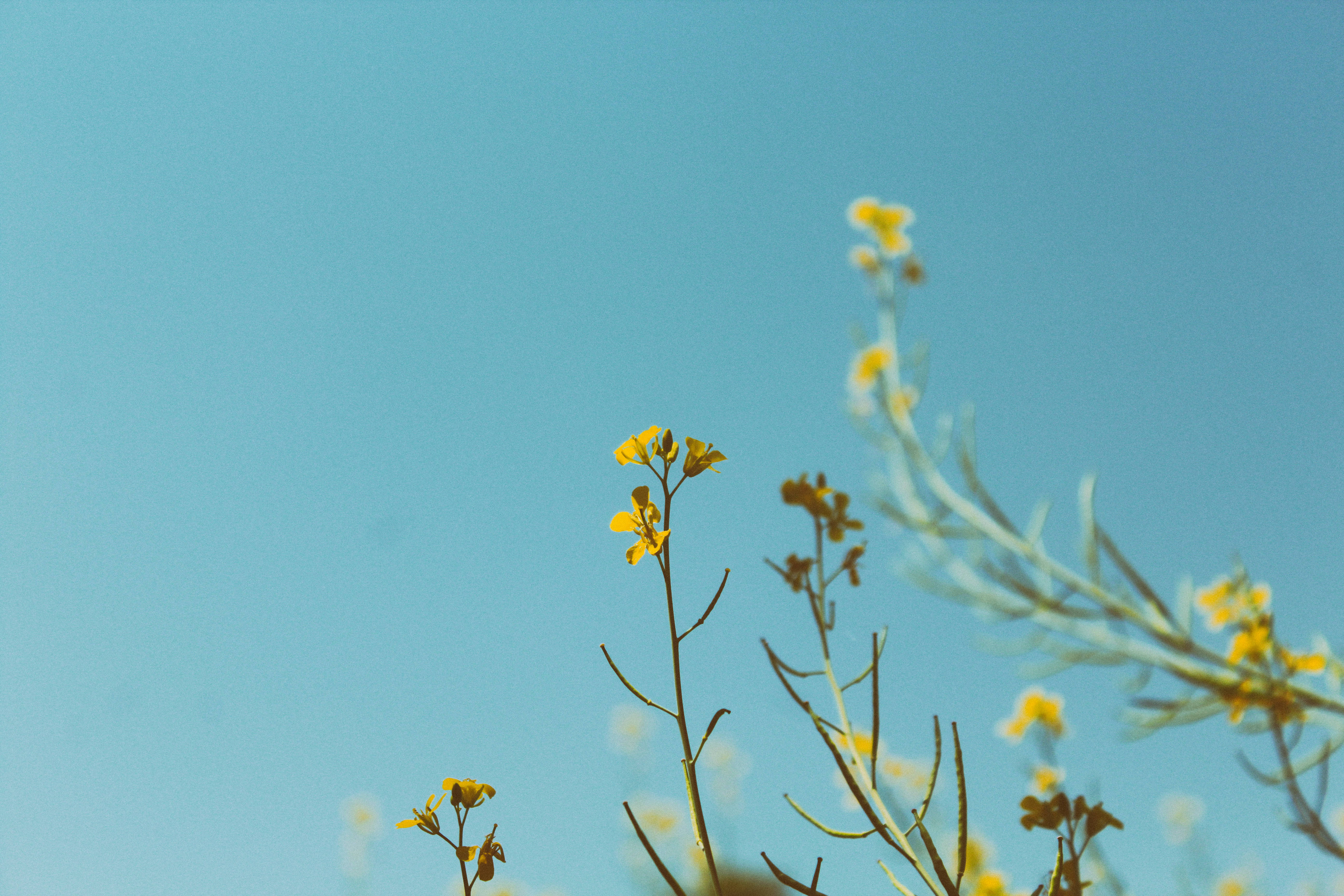 Download Yellow Flowers Under Blue Sky Wallpaper