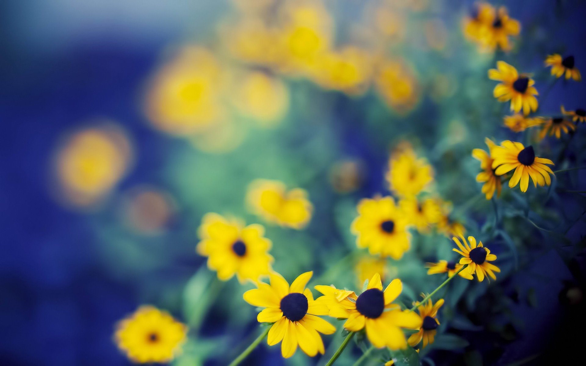 nature, Flowers, Bokeh, Depth, Of, Field, Yellow, Flowers Wallpaper HD / Desktop and Mobile Background