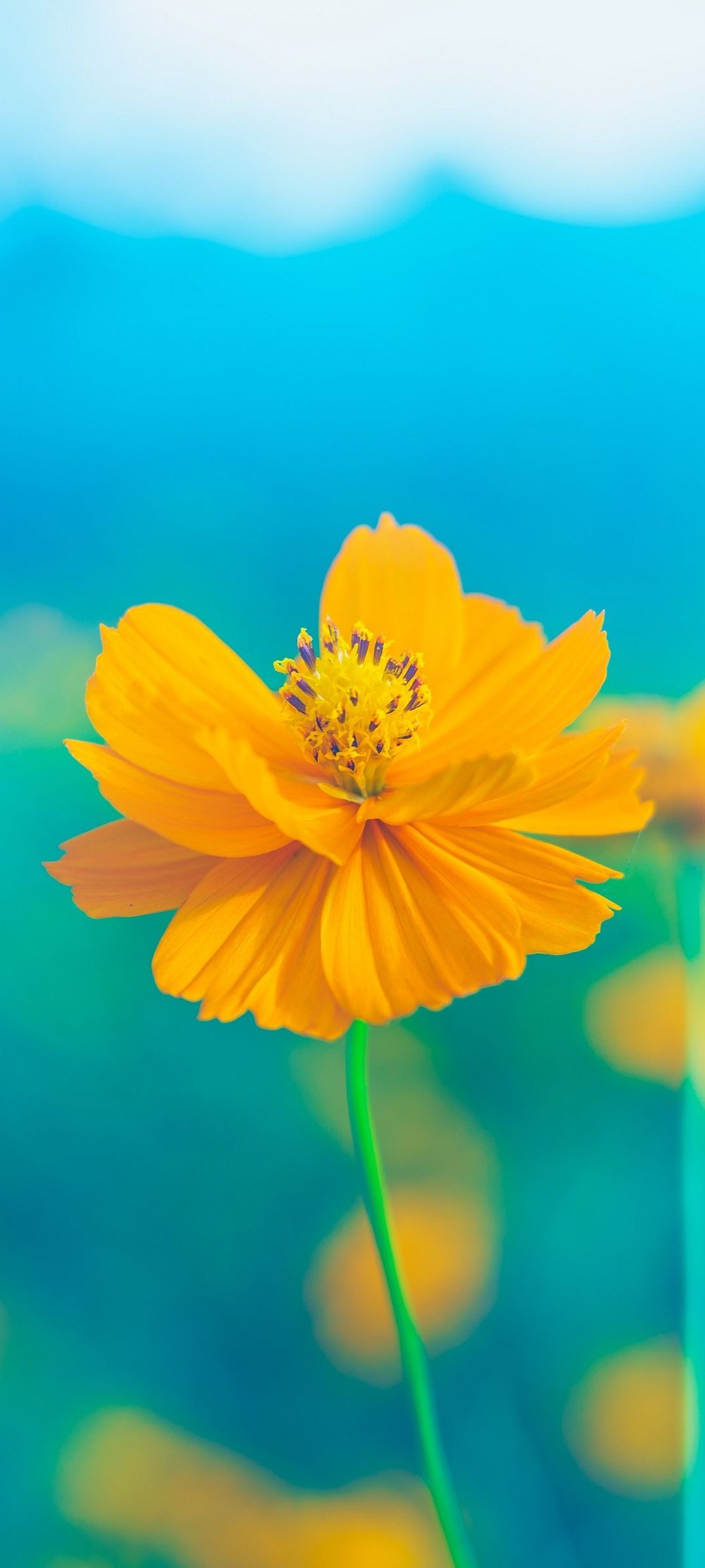 Beautiful Yellow Flower Wallpaper