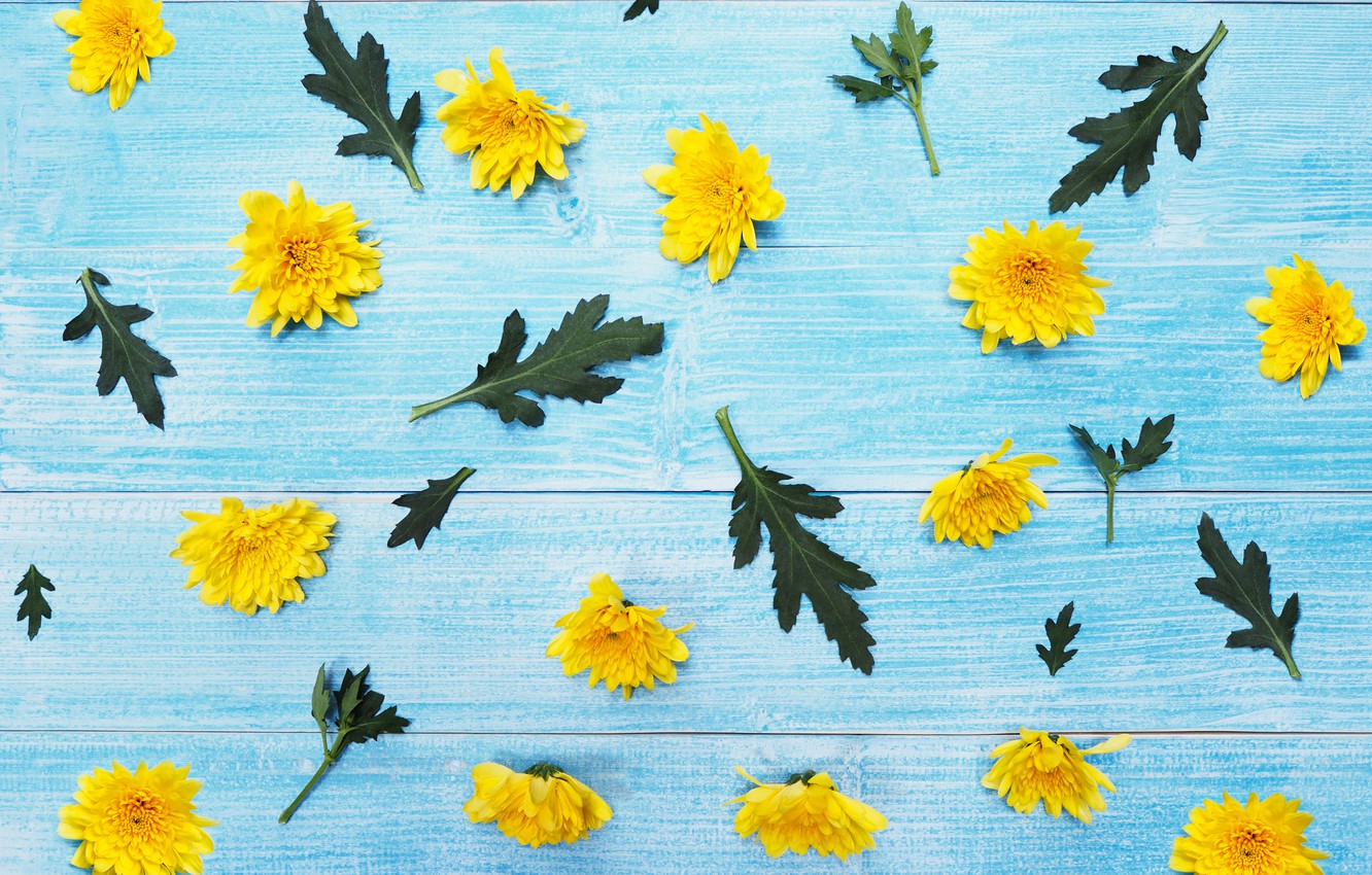 Wallpaper flowers, yellow, chrysanthemum, yellow, wood, blue, flowers image for desktop, section цветы