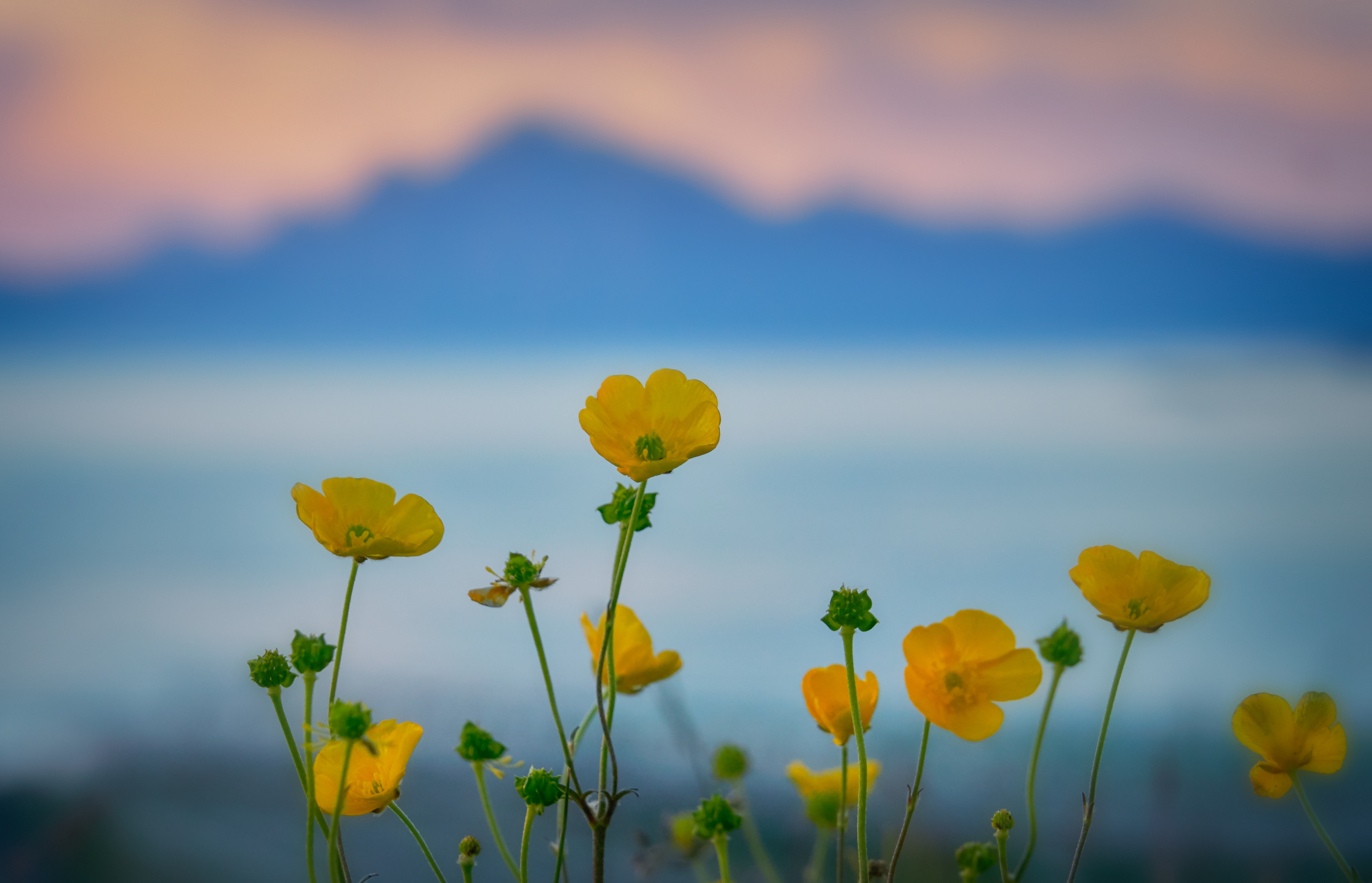 yellow flowers HD wallpaper, background