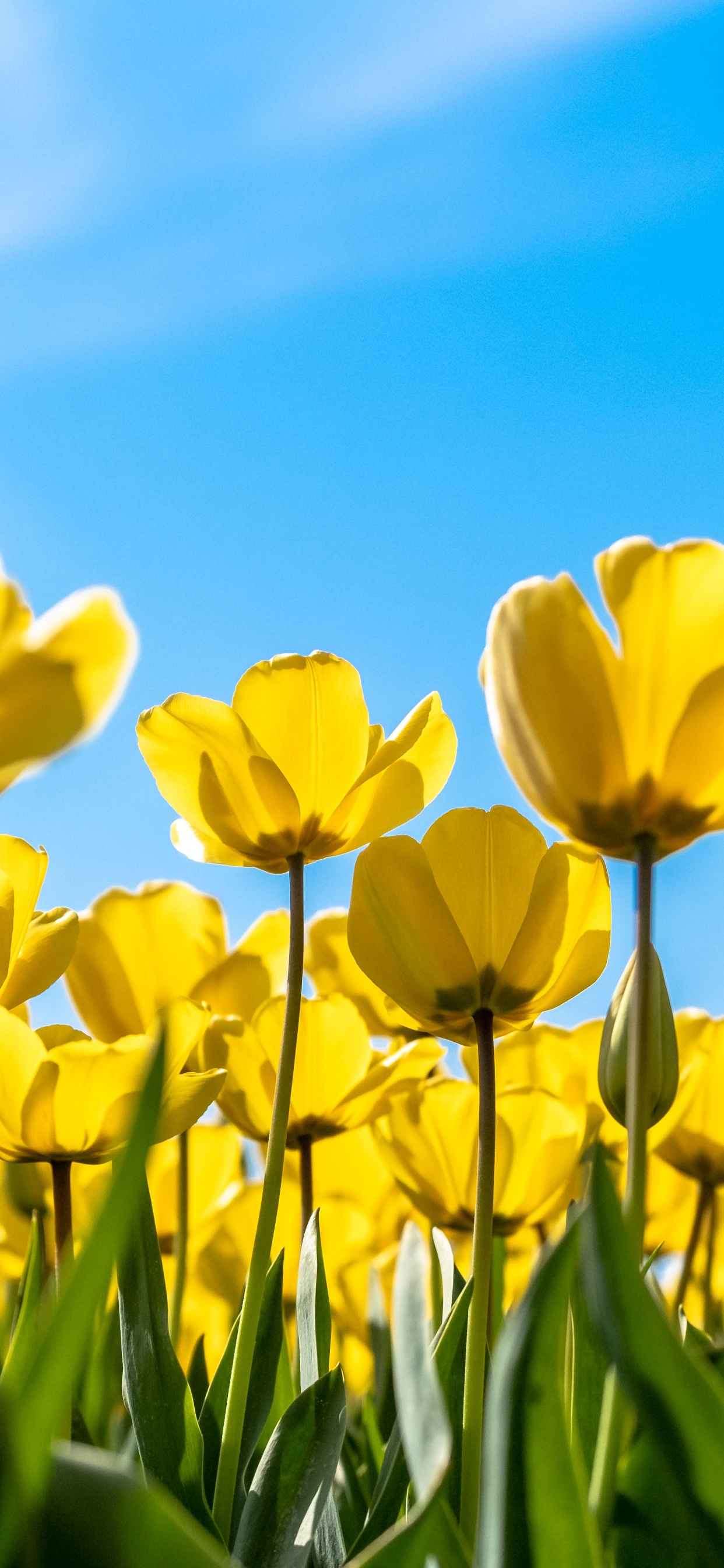 Tulips Wallpaper 4K, Yellow flowers, Blossom, Flowers