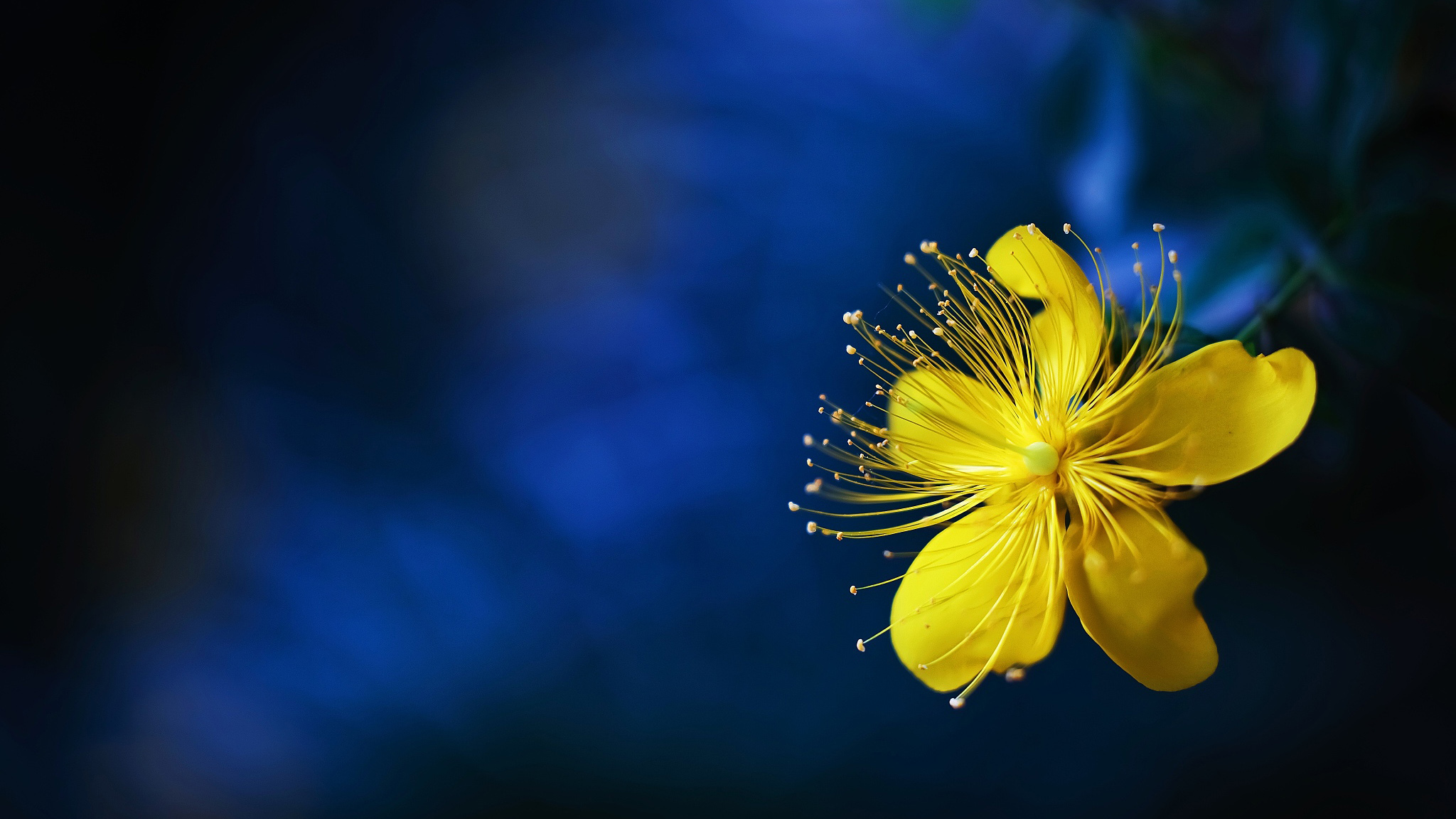 St John's Wort: Tender Yellow Flowers With Big Benefits