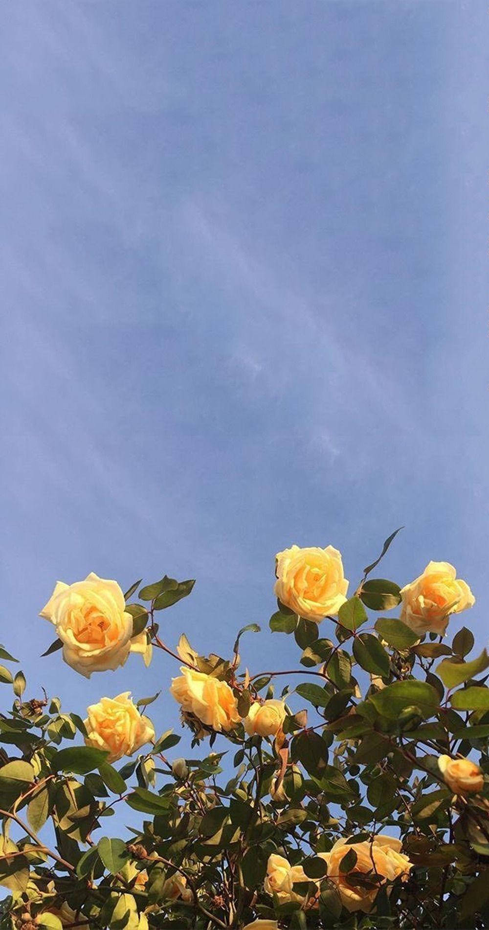 Download Yellow Flowers Aesthetic Sky Wallpaper