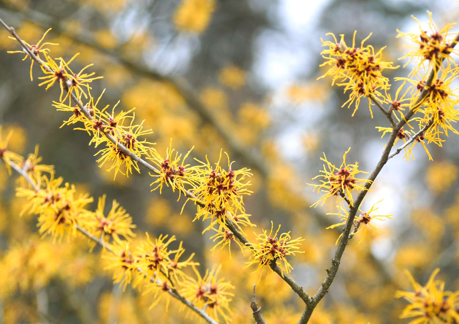 Varieties Of Yellow Flowering Plants