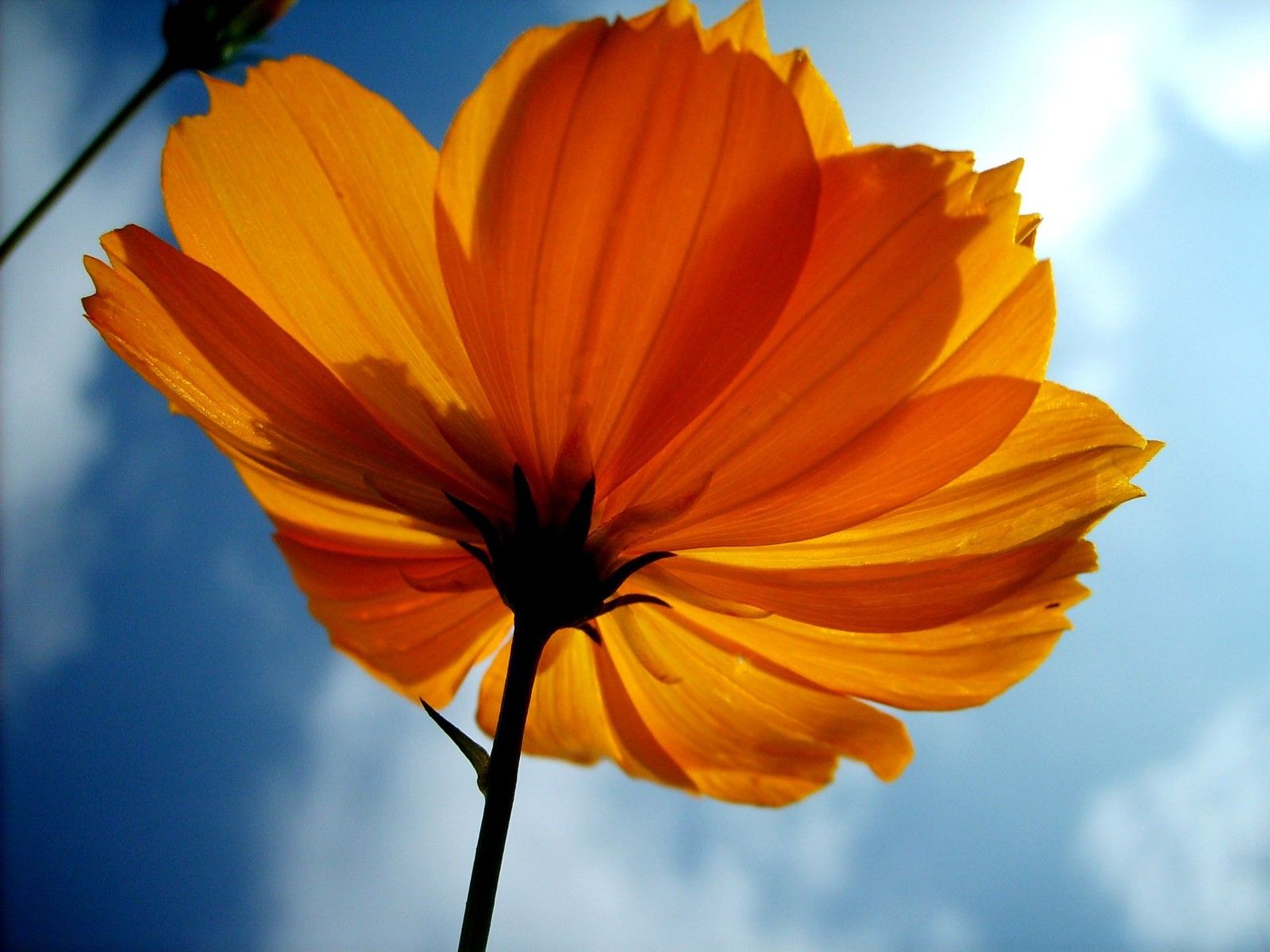 Yellow flower wallpaper, Yellow flowers, Blue sky wallpaper