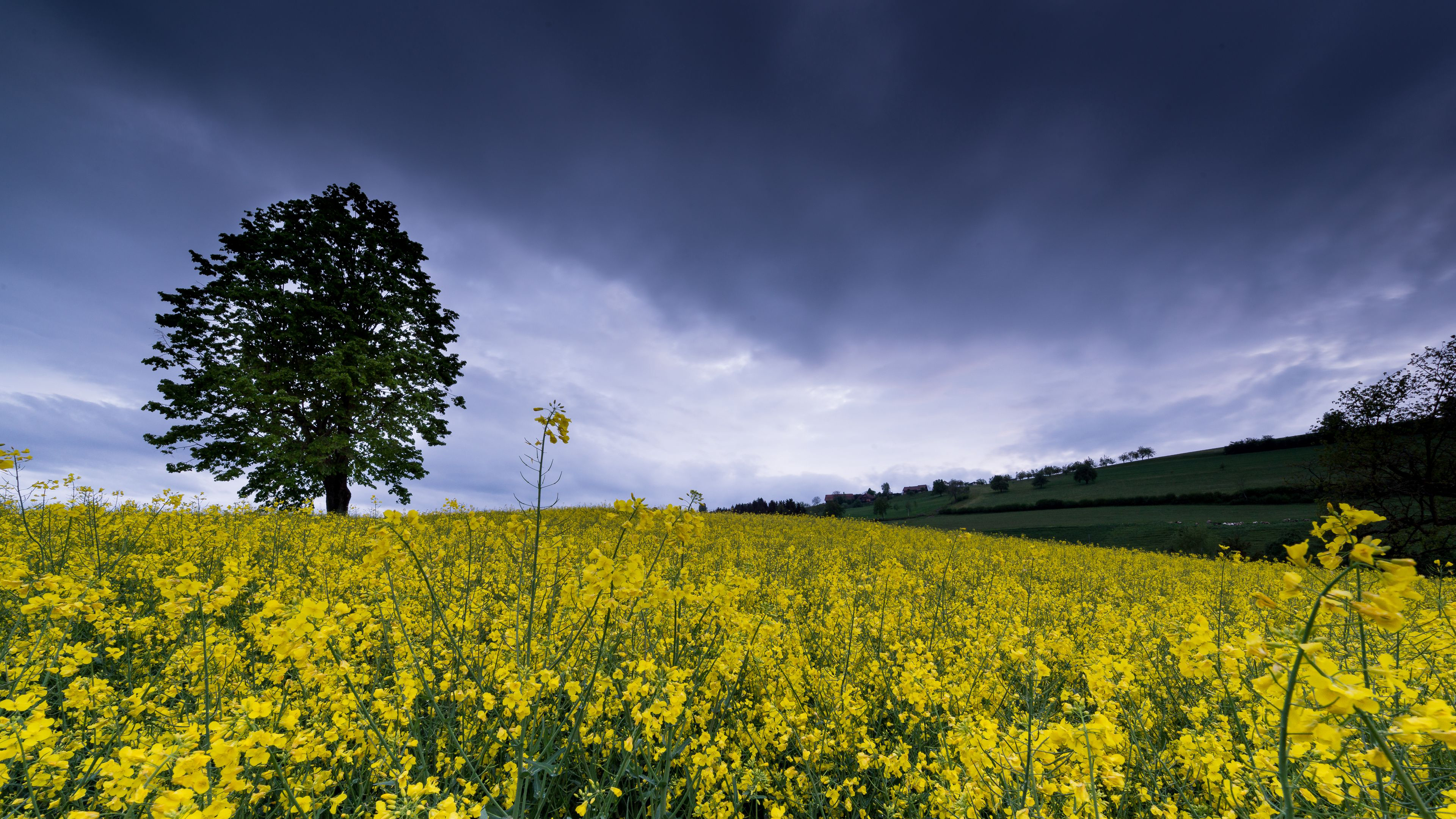 Yellow flowers Wallpaper