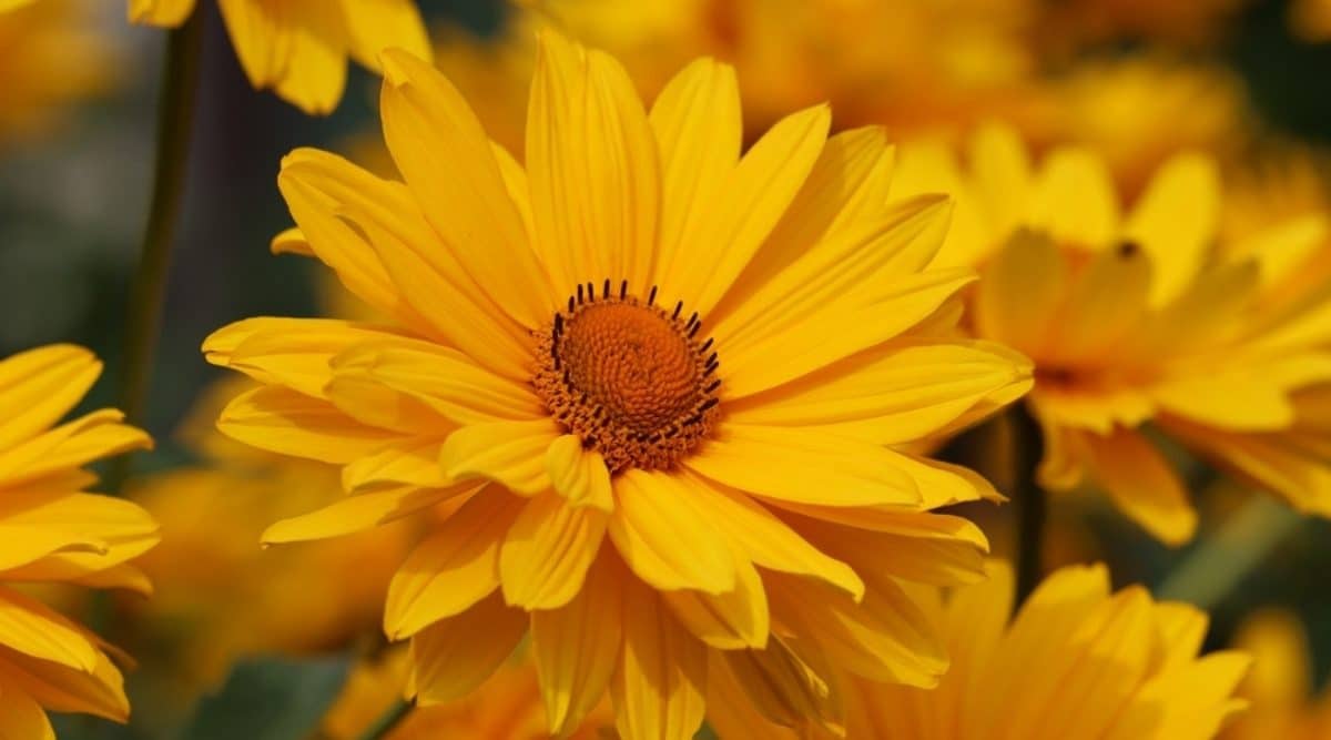 Yellow Perennial Flowers With Names and Picture