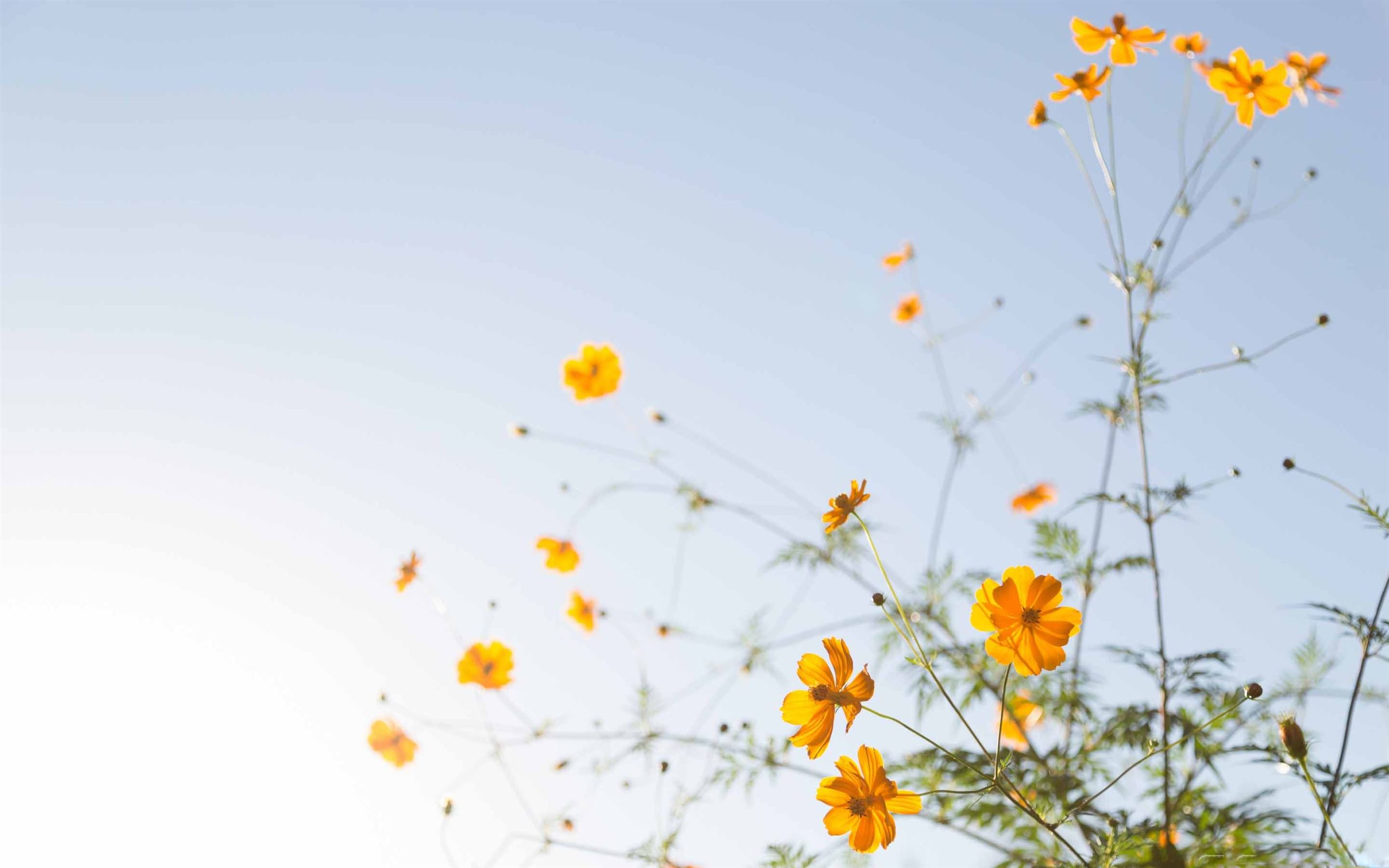 Yellow Flower In Sunlight Mac Wallpaper Download