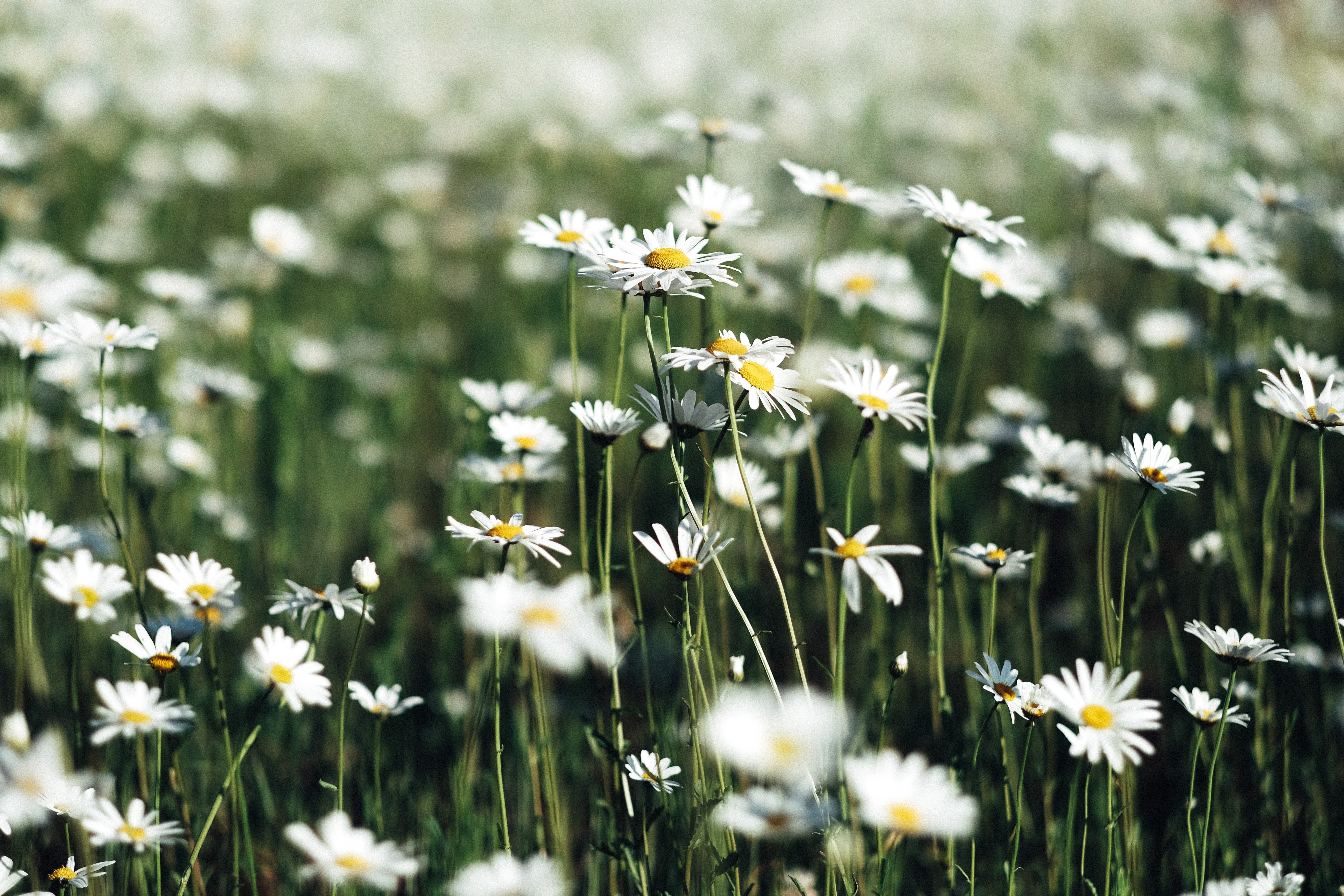 Spring, 4K Gallery HD Wallpaper