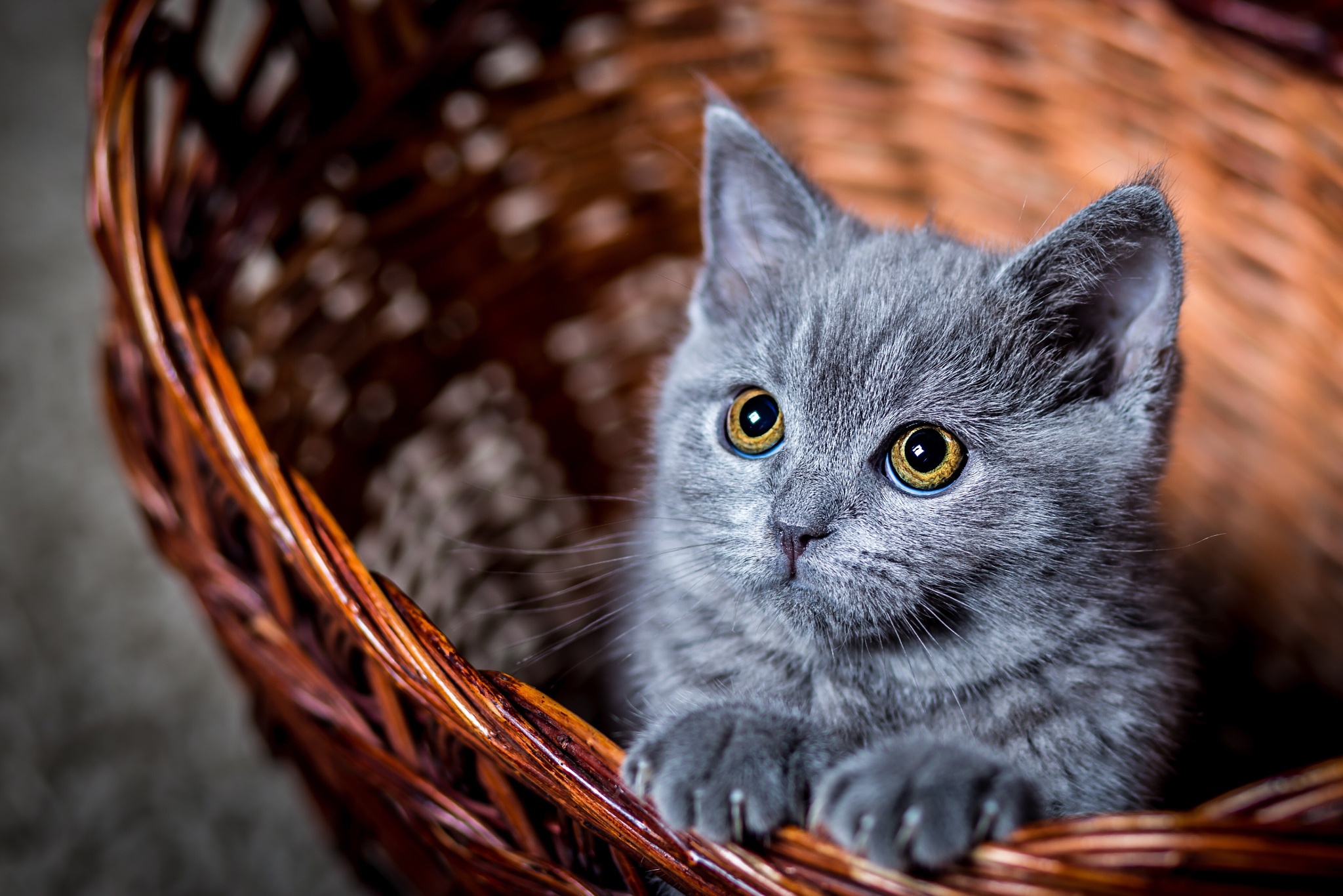 Cute Cat Wallpaper HD For Mobile Free Download