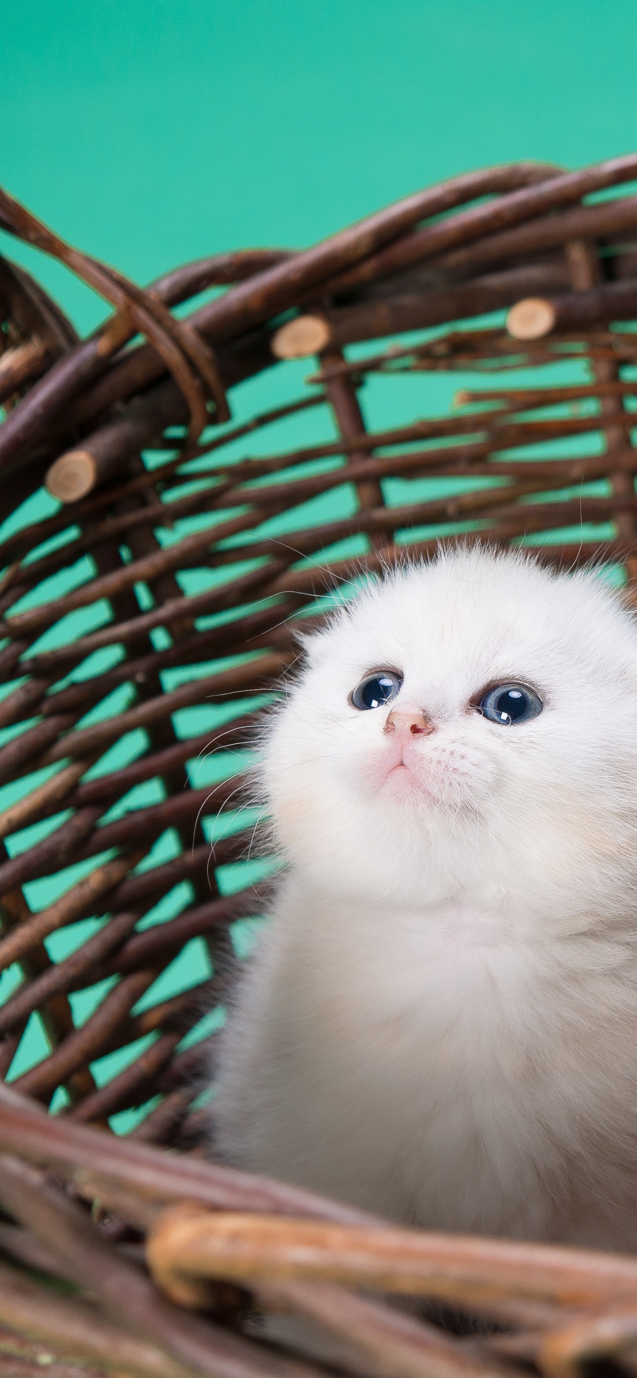 White cat Wallpaper 4K, Kitty, Basket, Puppy, Animals