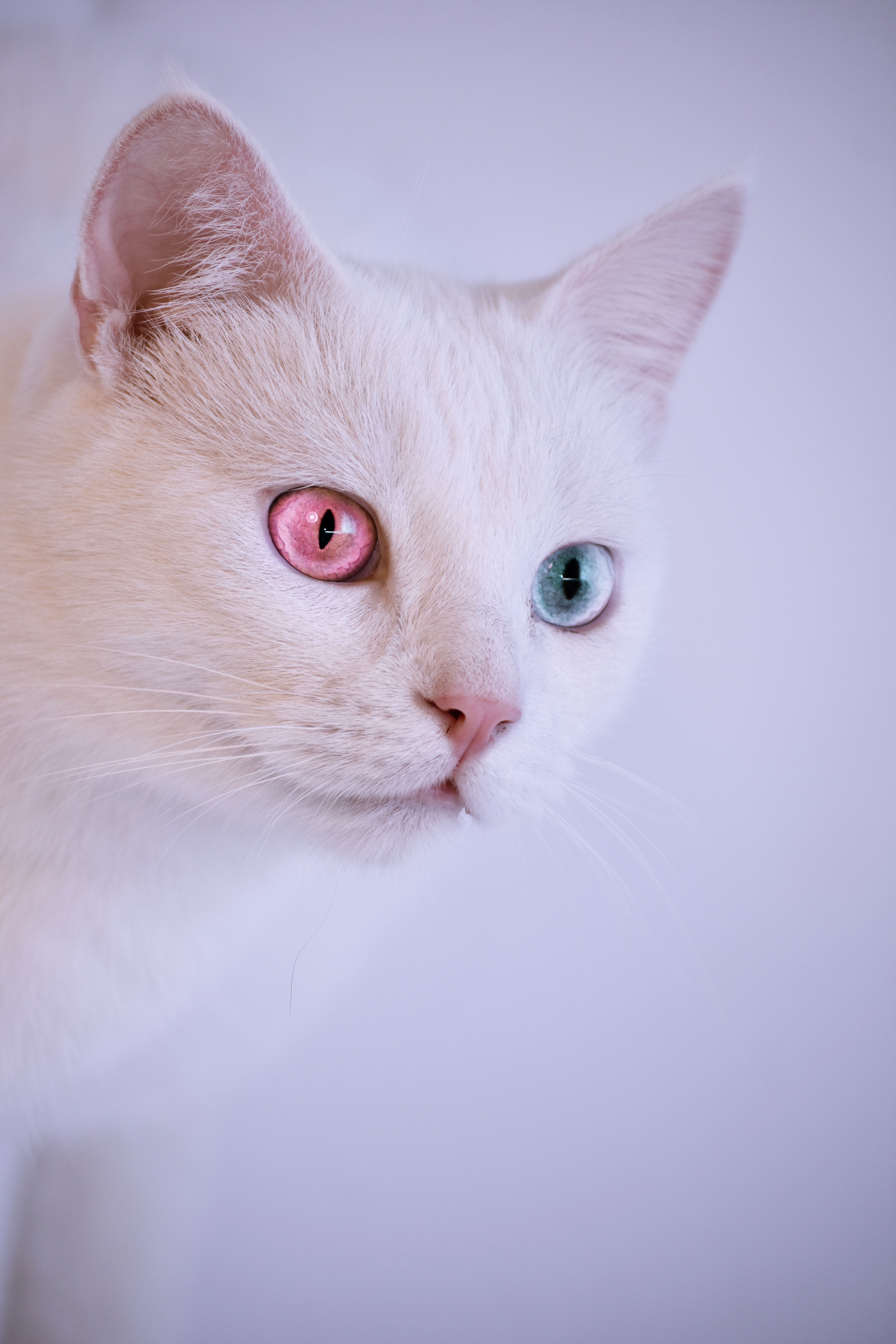 Close Up Photography Of White Cat · Free
