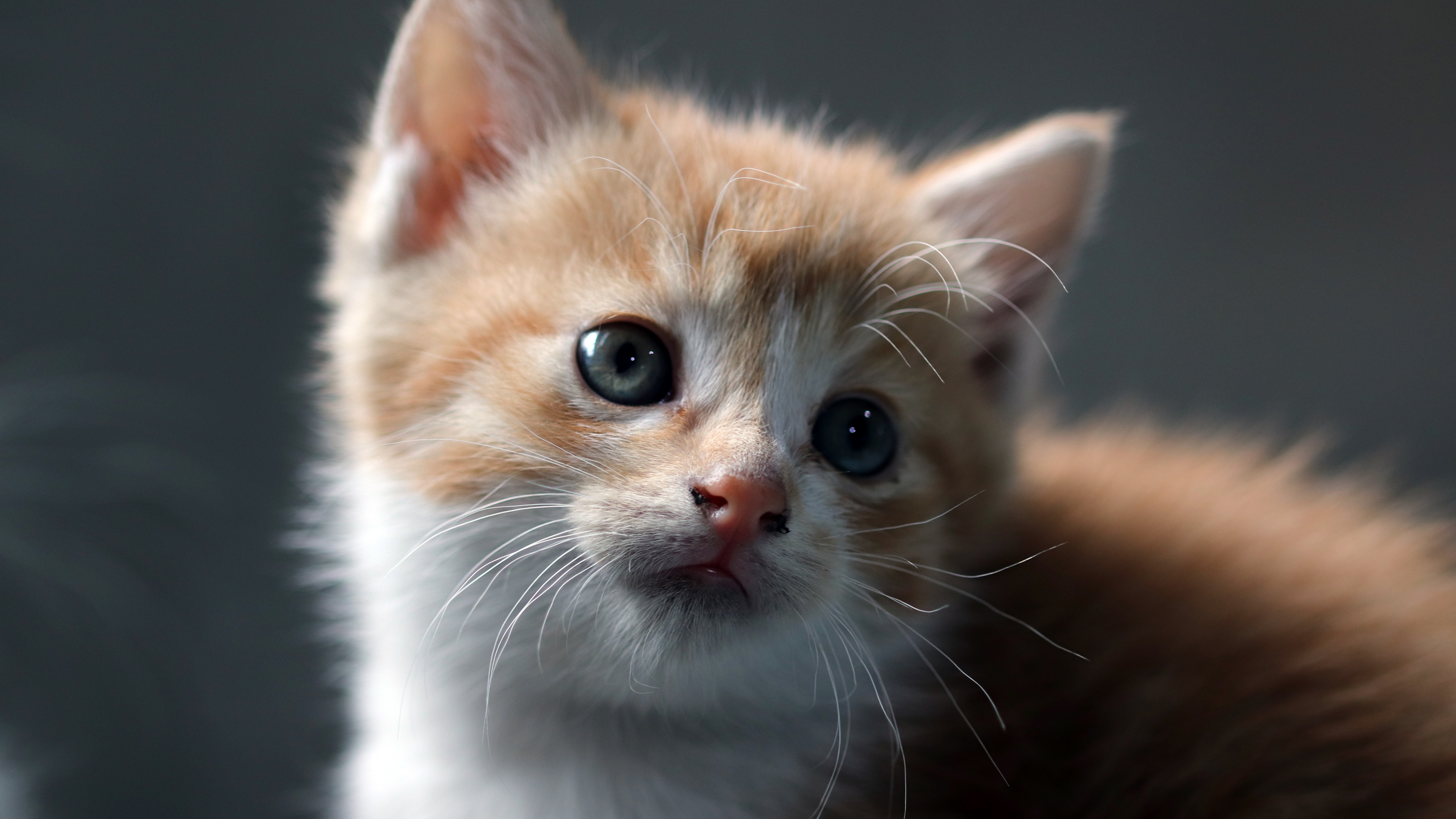 Cat Wallpaper 4K, Kitten, Pet, Animals