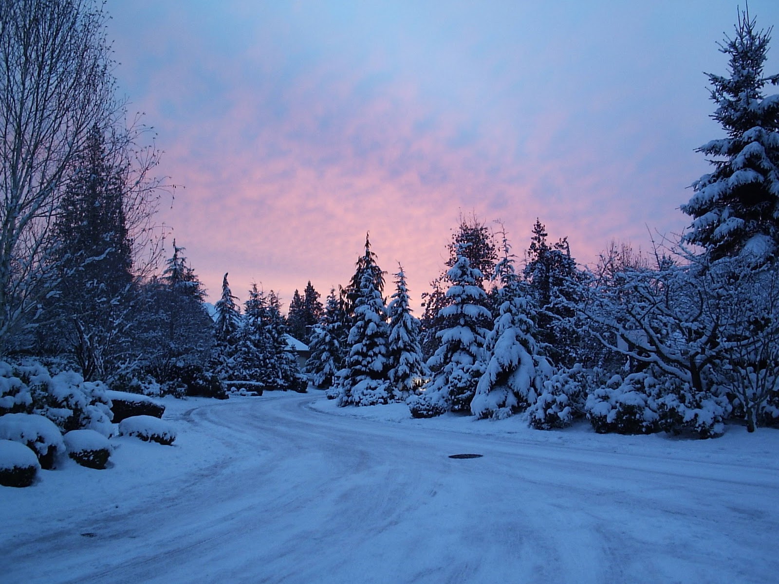 Free Winter Background Wallpaper