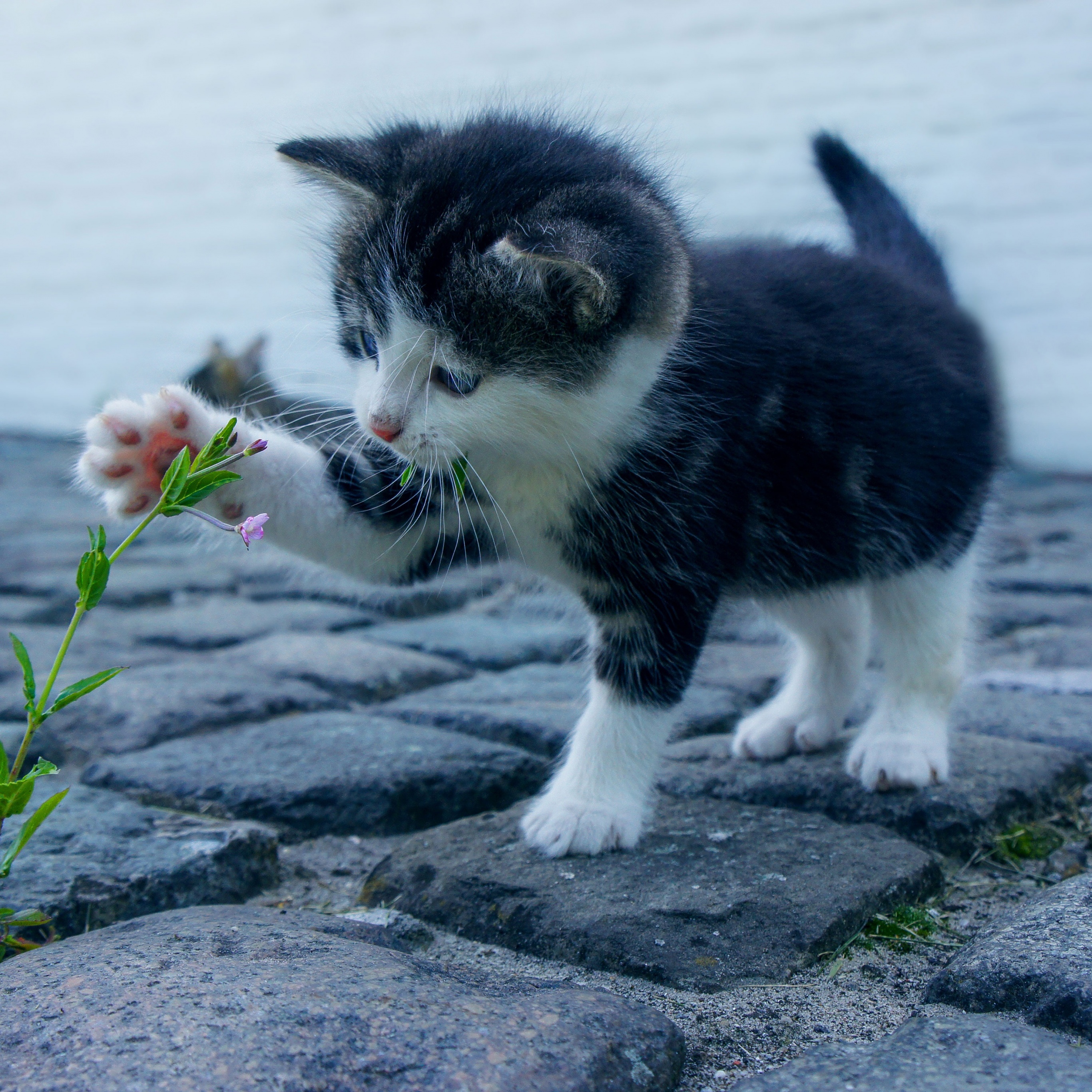 Kitten Wallpaper 4K, Adorable, Kitty, Pet, Animals