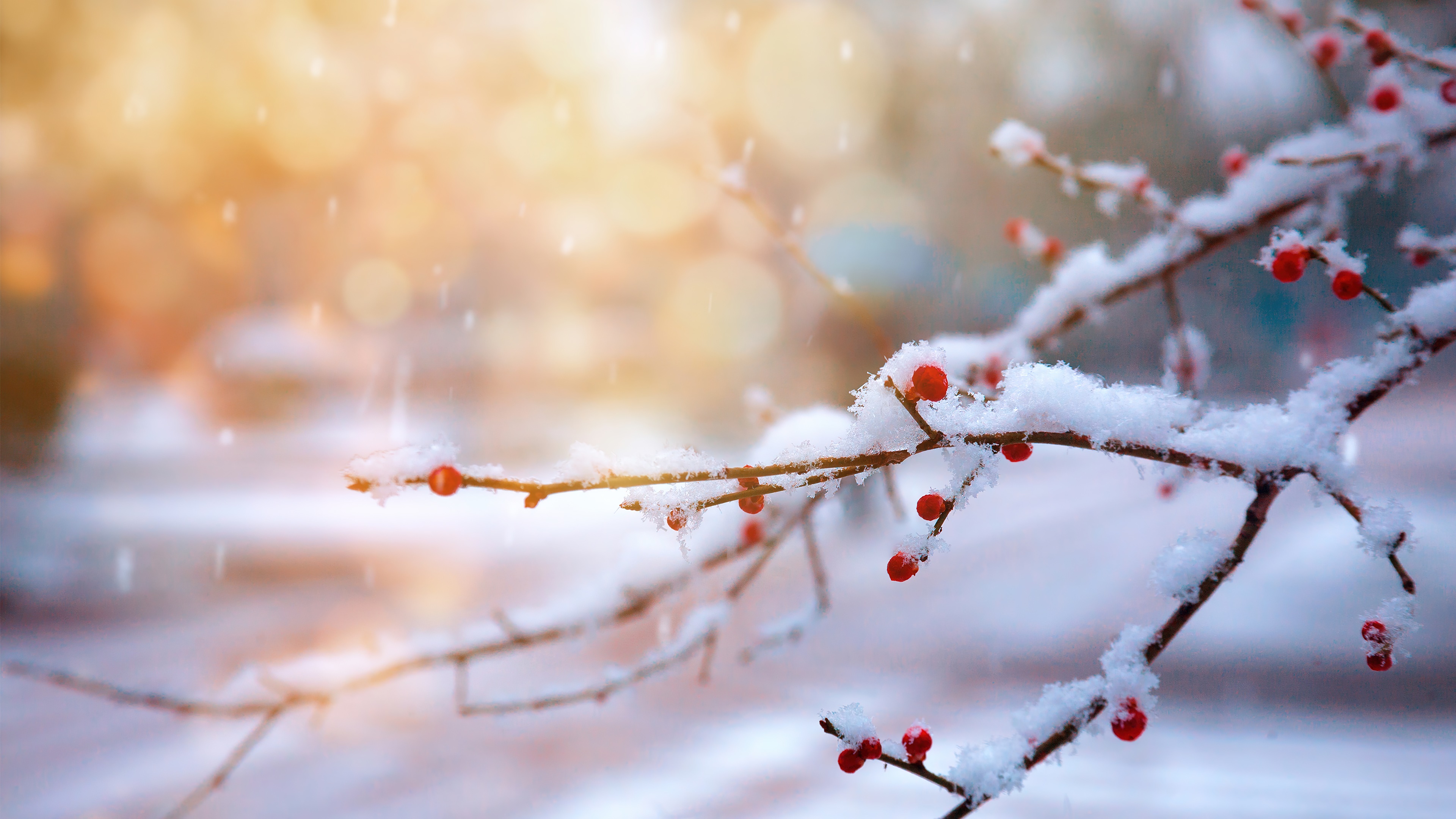 wallpaper, winter, snow, cherry nature, 4k, HD Gallery HD Wallpaper