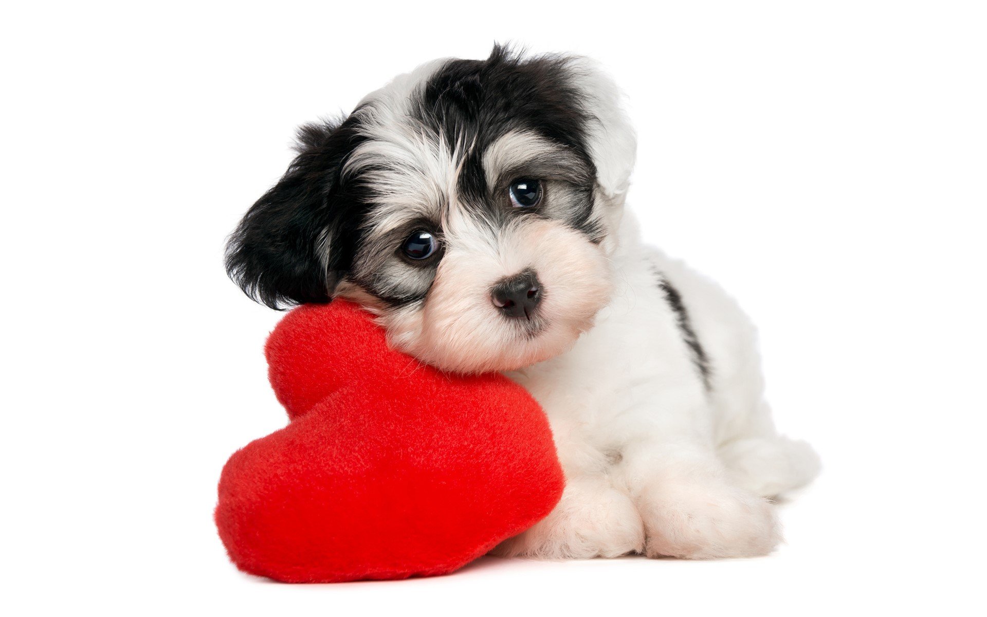 Dogs, Valentine's Day, Glance, Heart, Puppy, Havanese Bichon Gallery HD Wallpaper