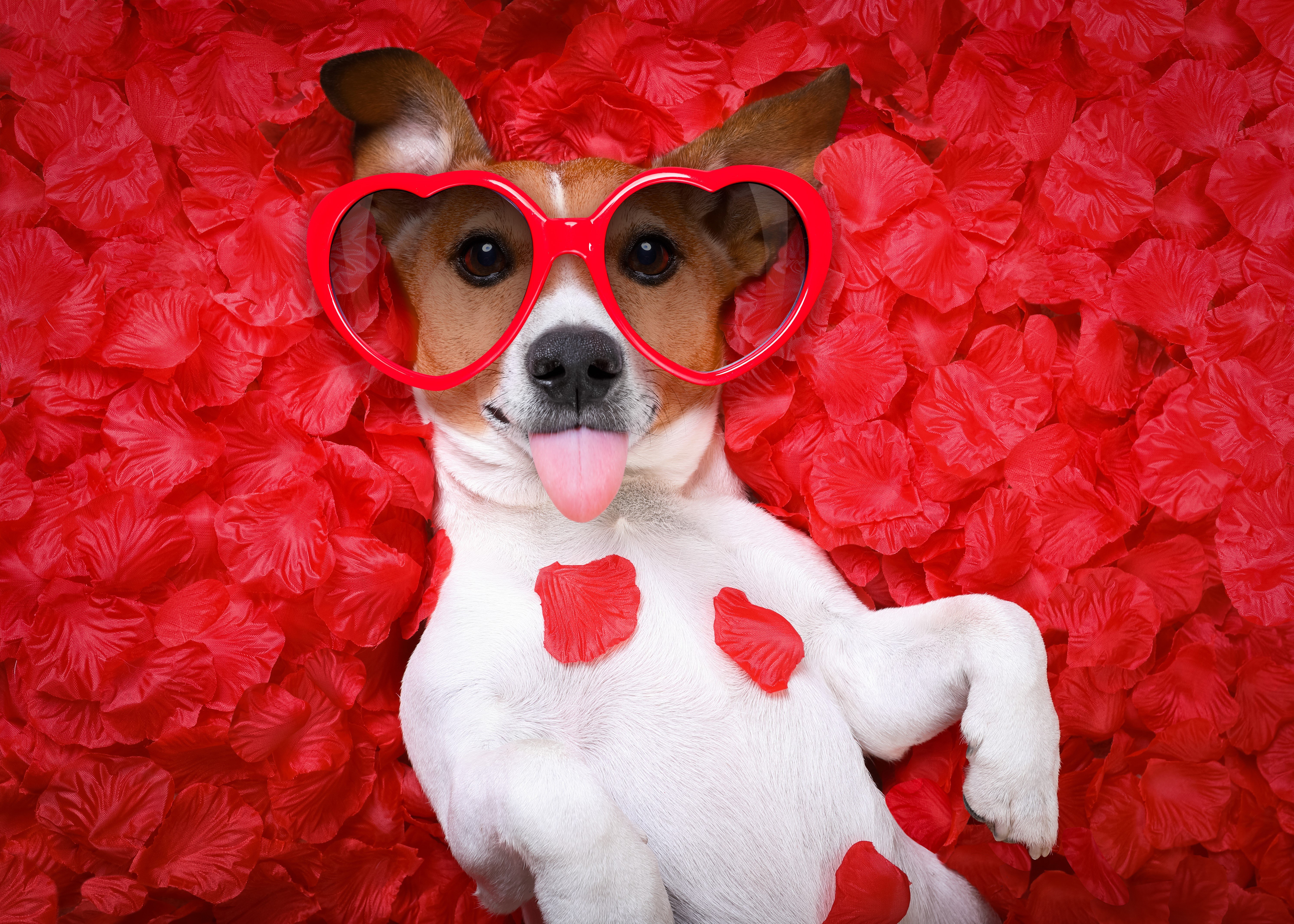 4K, 5K, Valentine's Day, Dogs, Jack Russell terrier, Petals, Red background, Glasses, Heart, Funny Gallery HD Wallpaper