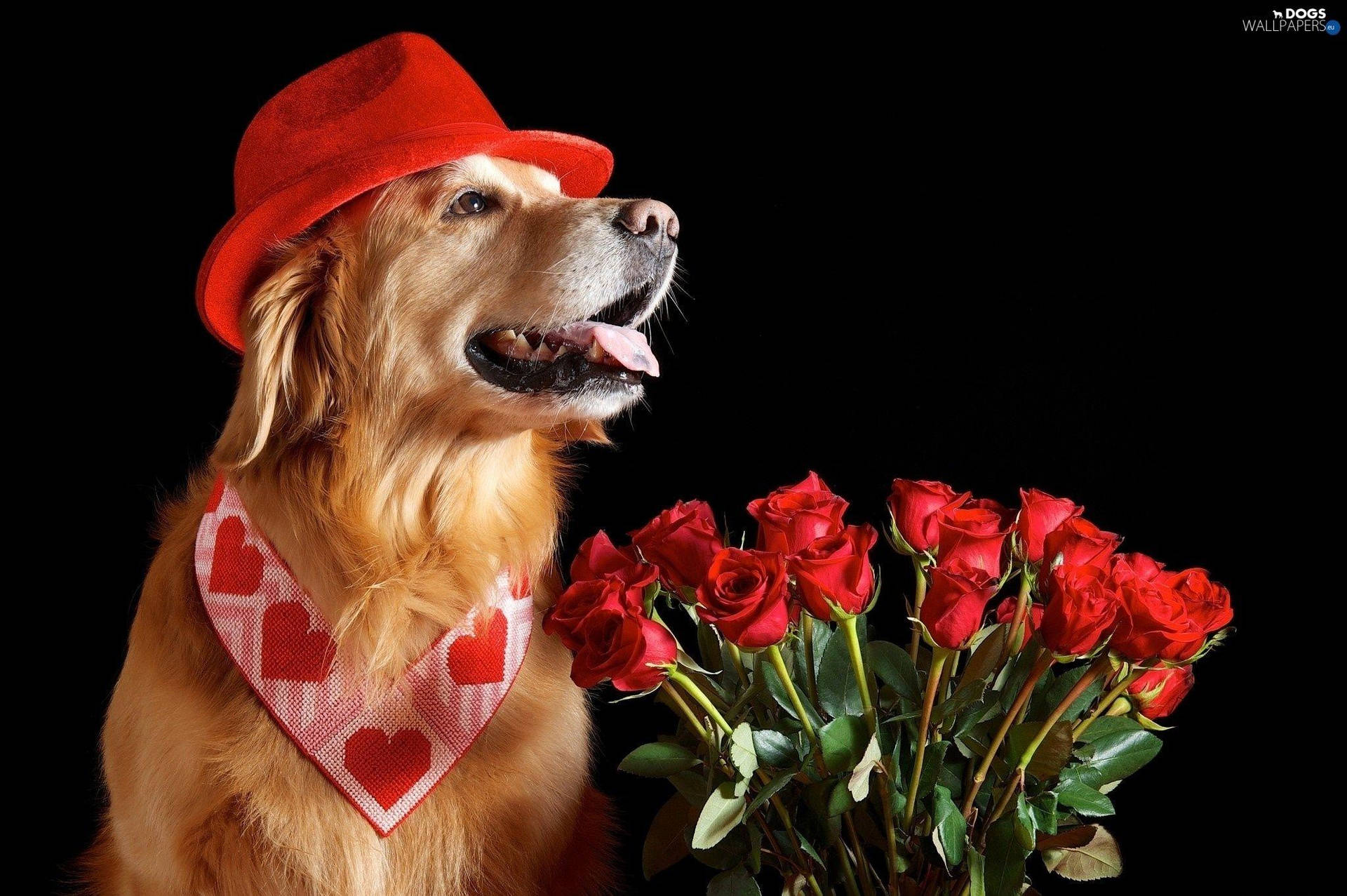 Download Valentine's Dog Roses Wallpaper
