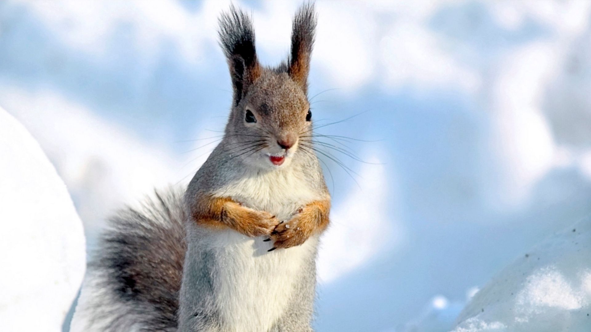 Download wallpaper 1920x1080 squirrel, snow, winter, animal full hd, hdtv, fhd, 1080p HD background