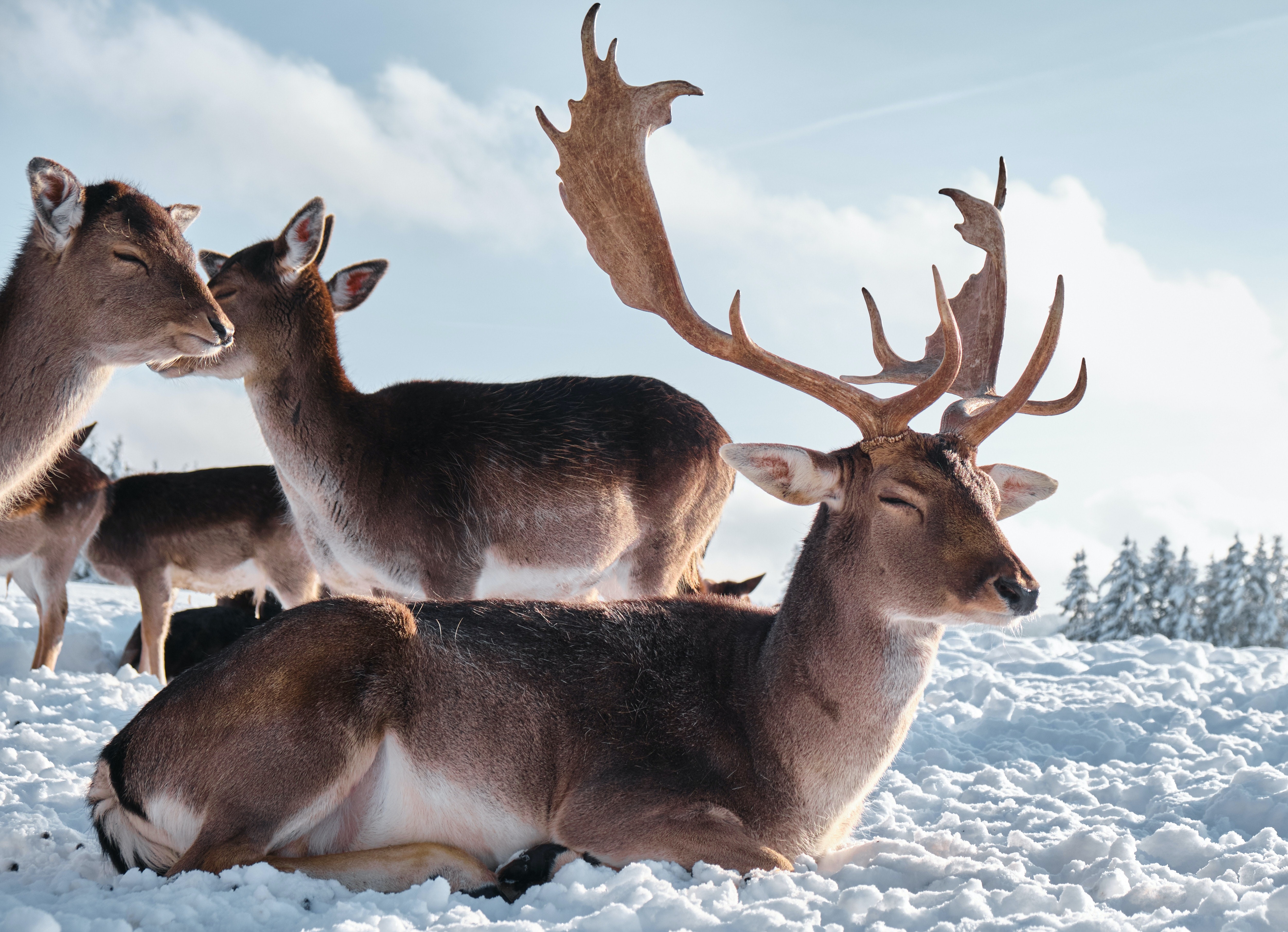 4K, mammals, snow, winter, deer, animals, nature Gallery HD Wallpaper