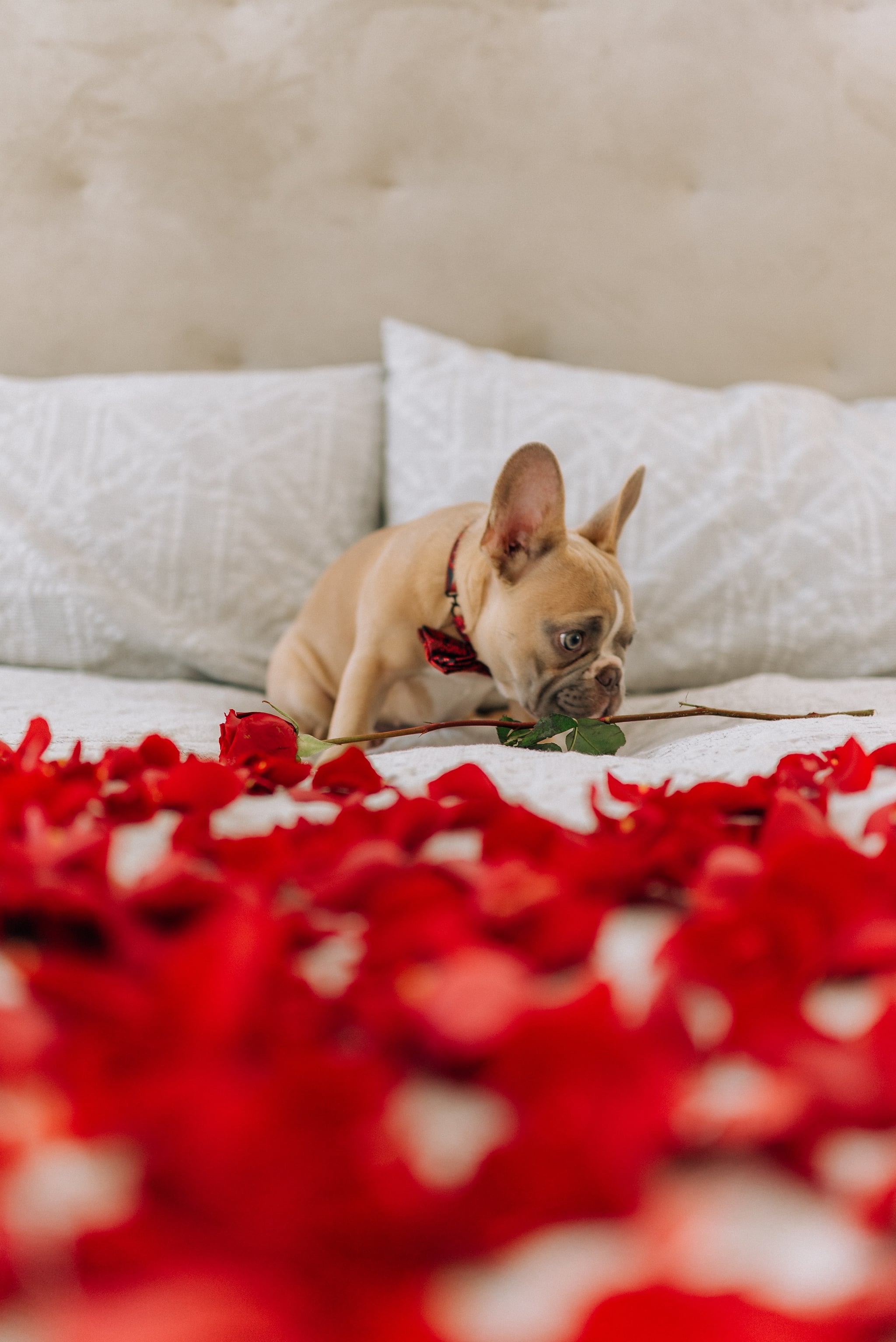 Valentine's Day Wallpaper: Dog On Bed Of Roses. The Dreamiest iPhone Wallpaper For Valentine's Day That Fit Any Aesthetic
