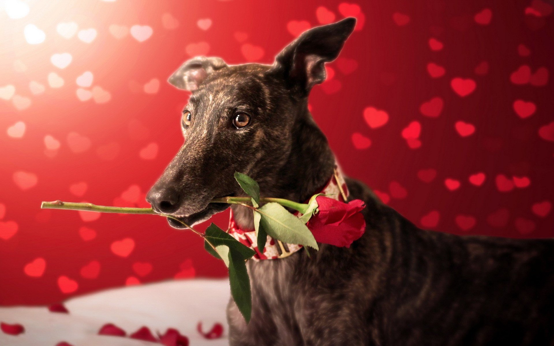 Valentines Day Dog With Red Rose Hearts Bokeh