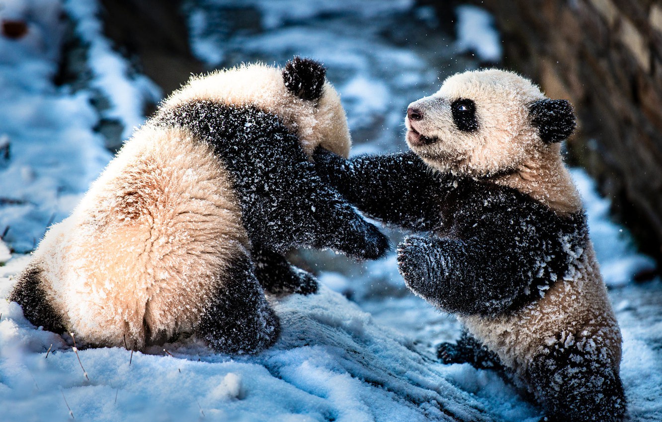Wallpaper winter, animals, nature, the game, Panda, bears, a couple, cubs image for desktop, section животные