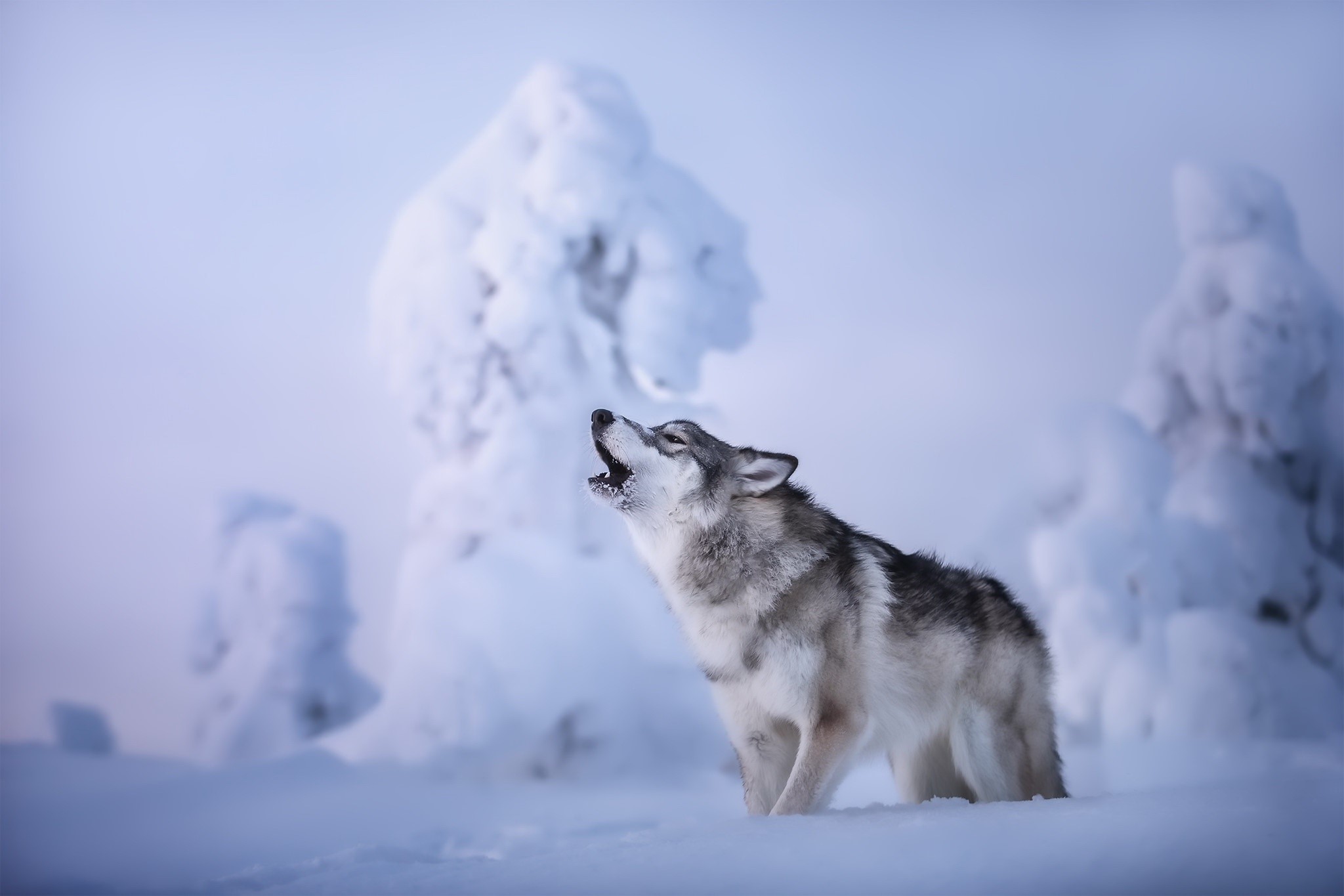 animals, outdoors, snow, mammals, winter, wolf, cold Gallery HD Wallpaper