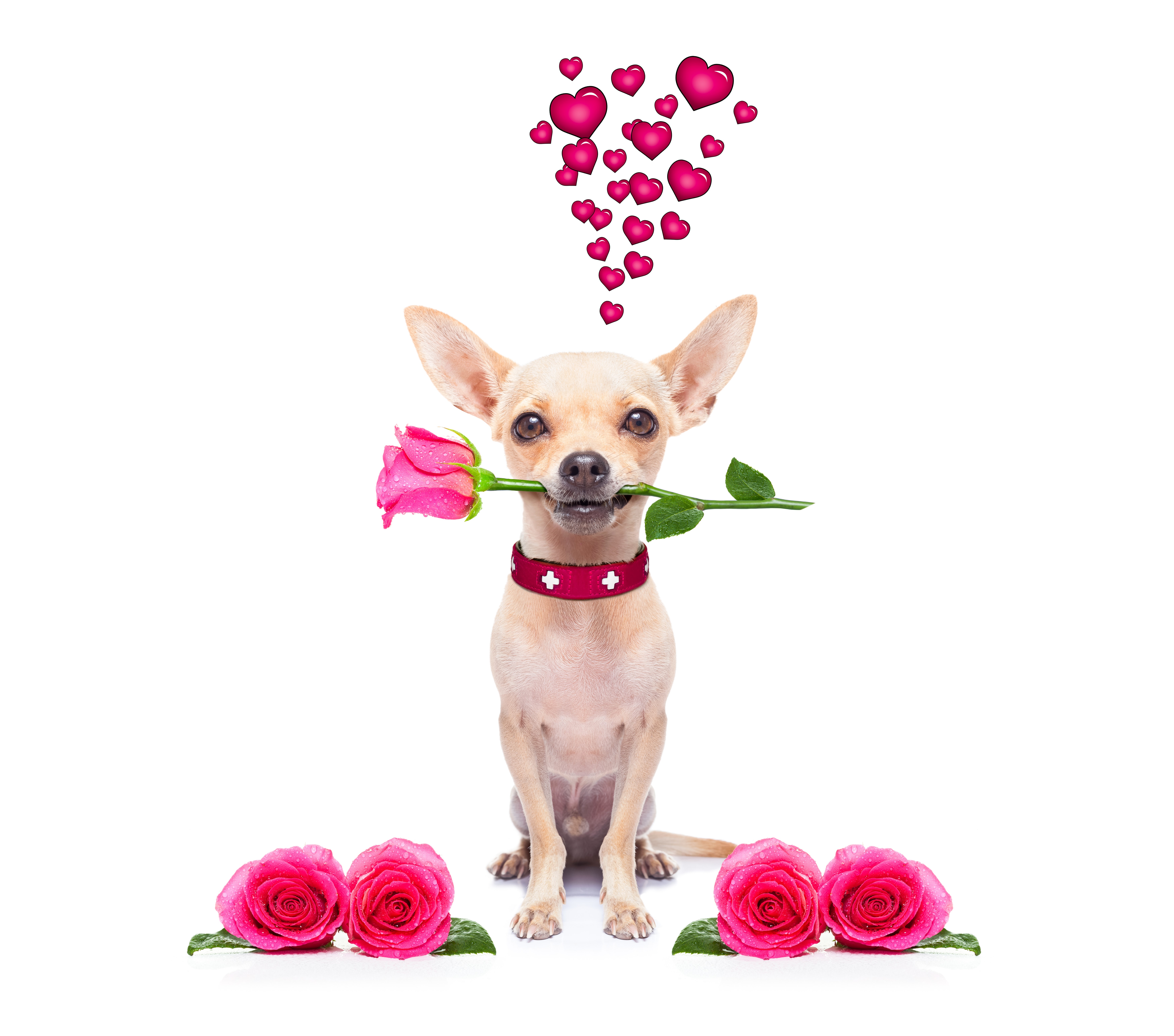 4K, 5K, 6K, 7K, Valentine's Day, Dogs, Roses, Chihuahua, Heart, Pink color Gallery HD Wallpaper