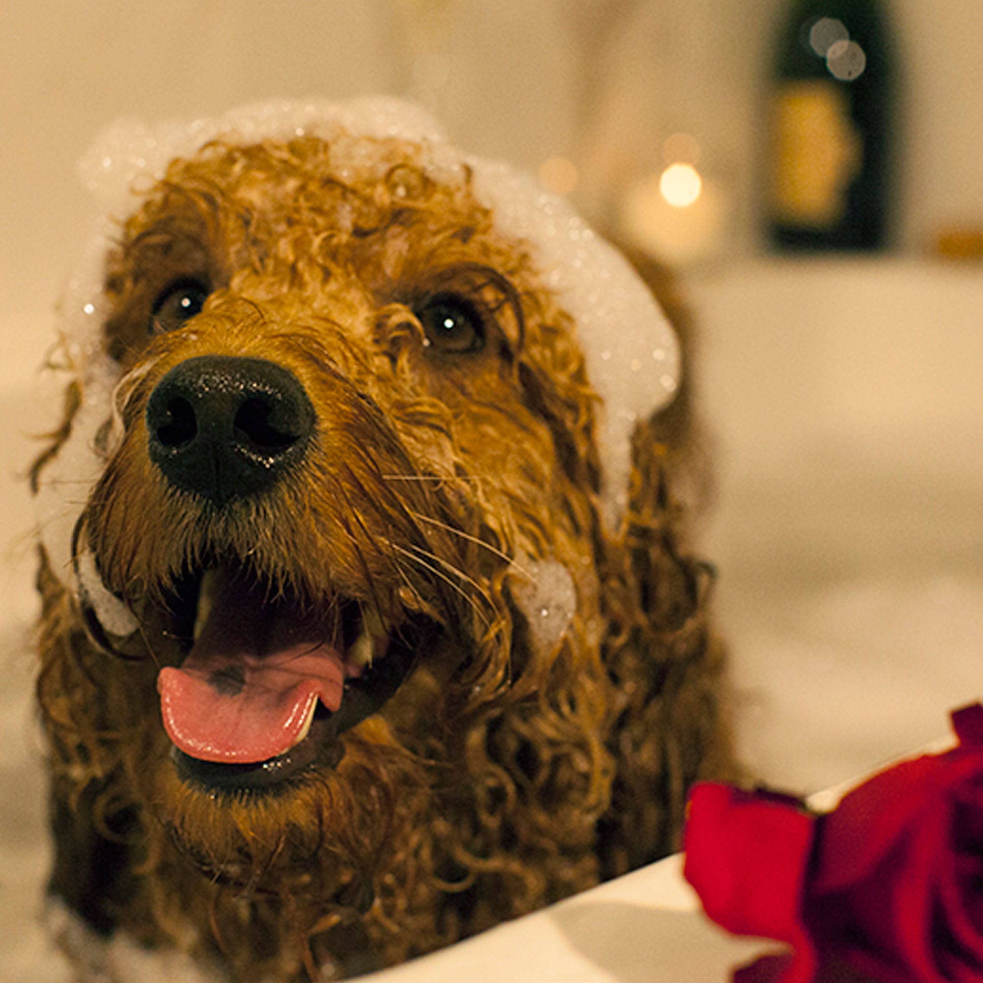 Dog Valentine Photohoot Picture