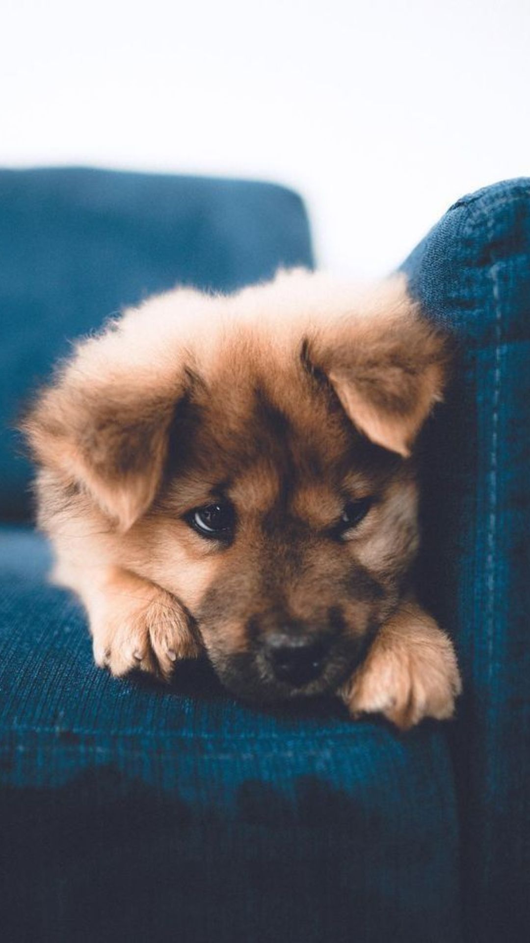 Cute Dogs Wallpaper Cute Dogs Background Download