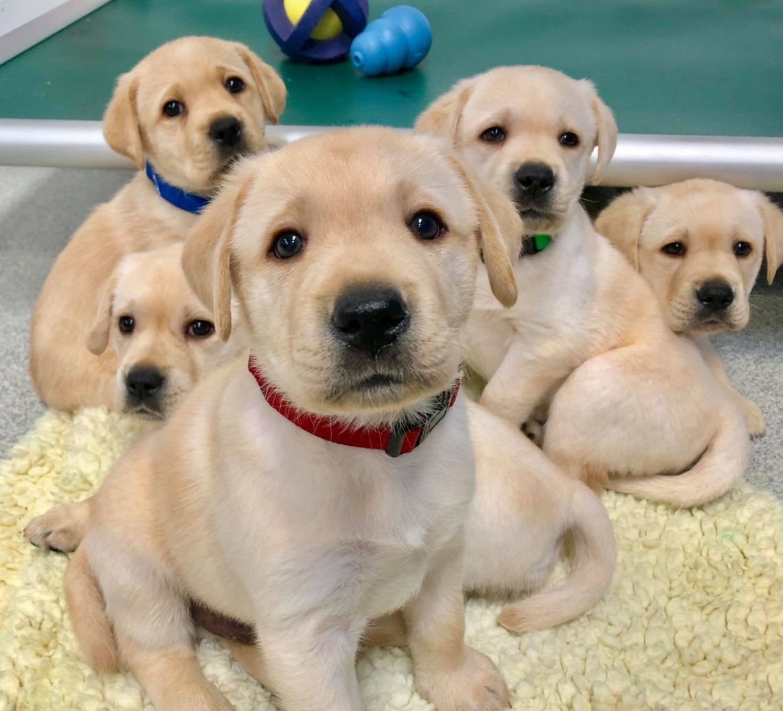 Puppies are Wired to Communicate With People, Study Shows. University of Arizona News