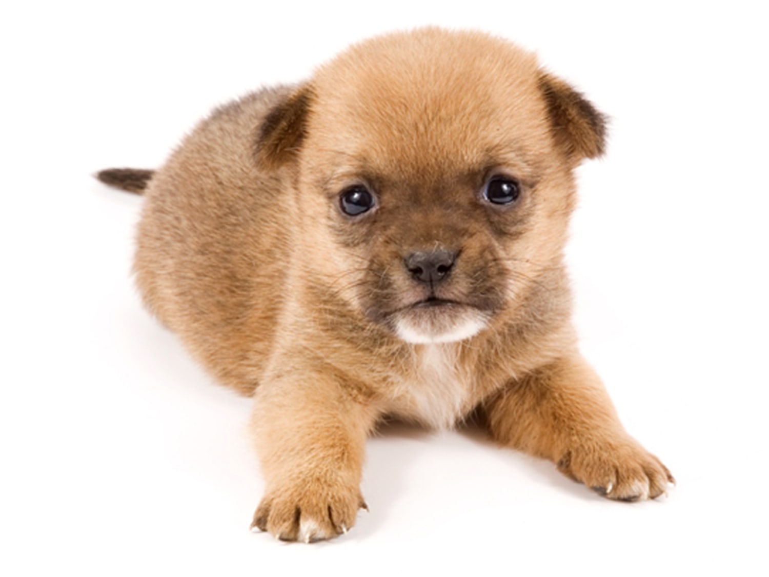 That puppy is so cute I could eat it! Wait, what?