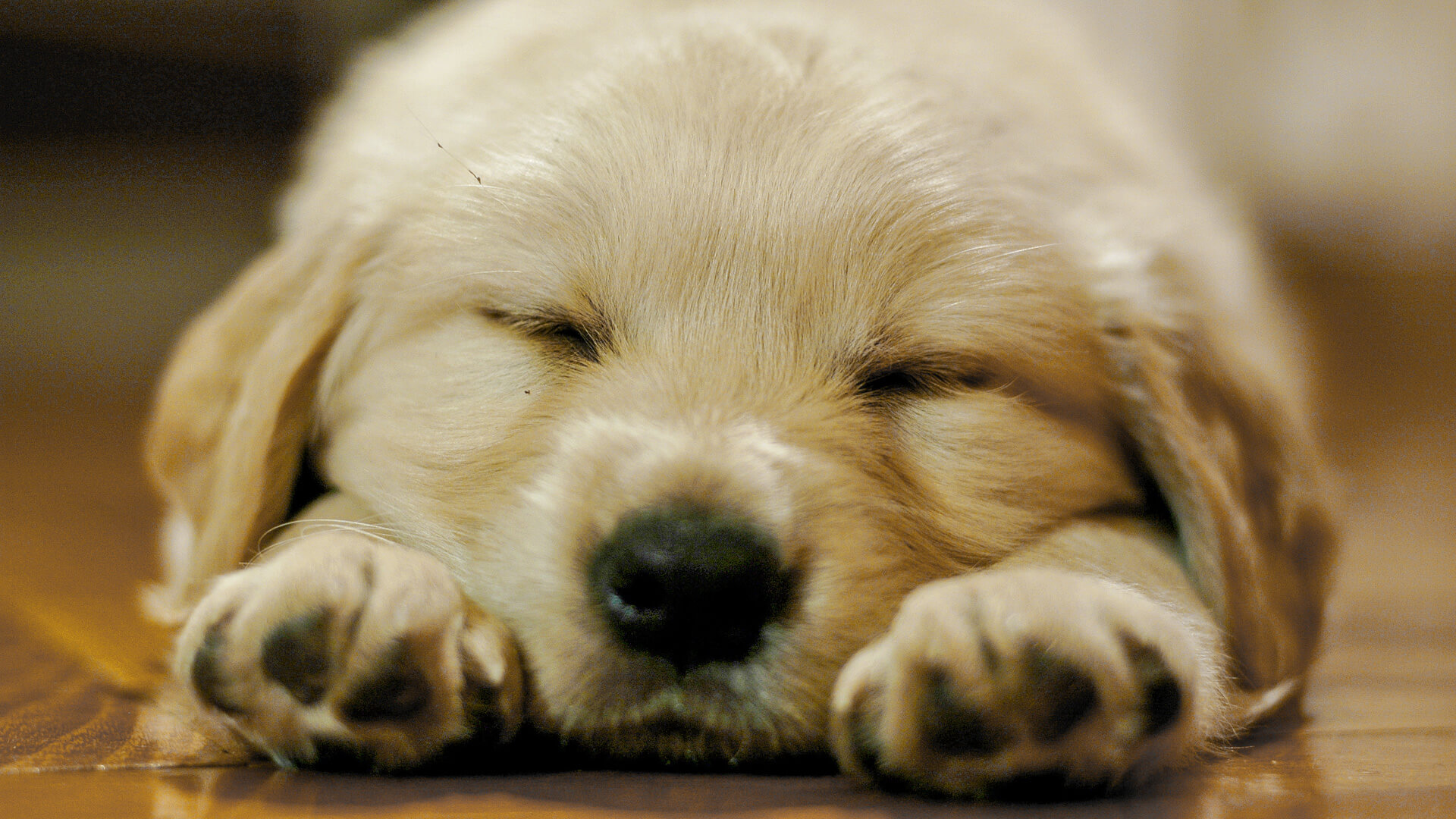 The Most Expensive Dog Breeds Now