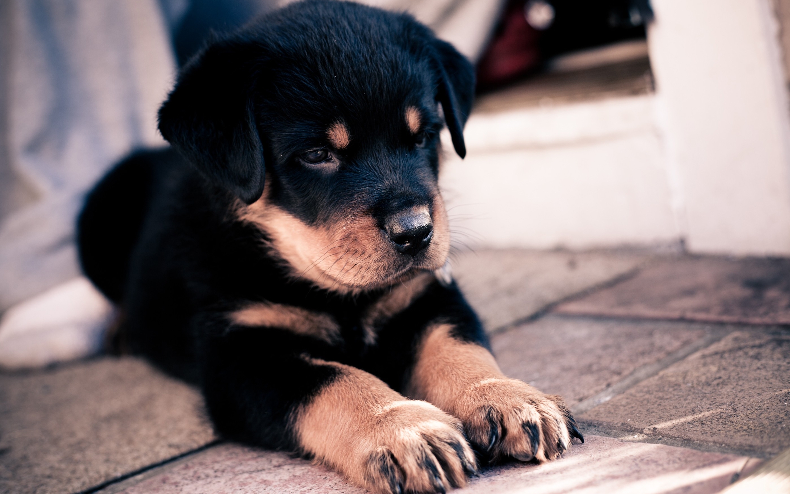 Download Dogs wallpaper for mobile phone, free Dogs HD picture