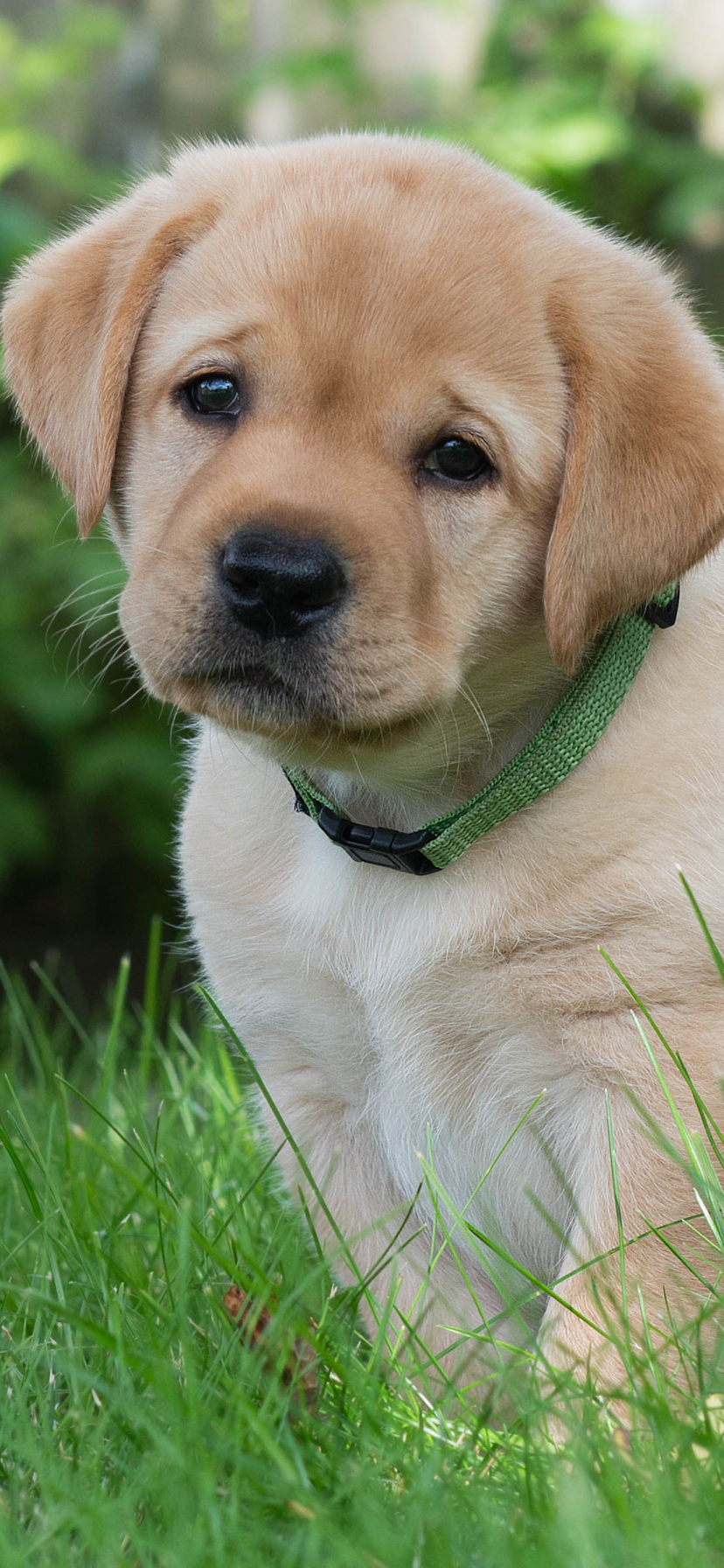 Golden Retriever dog mobile wallpaper Mobile Walls