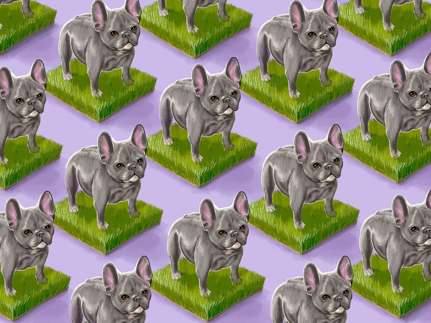 Frenchies, labradoodles and the dilemma of the designer dog