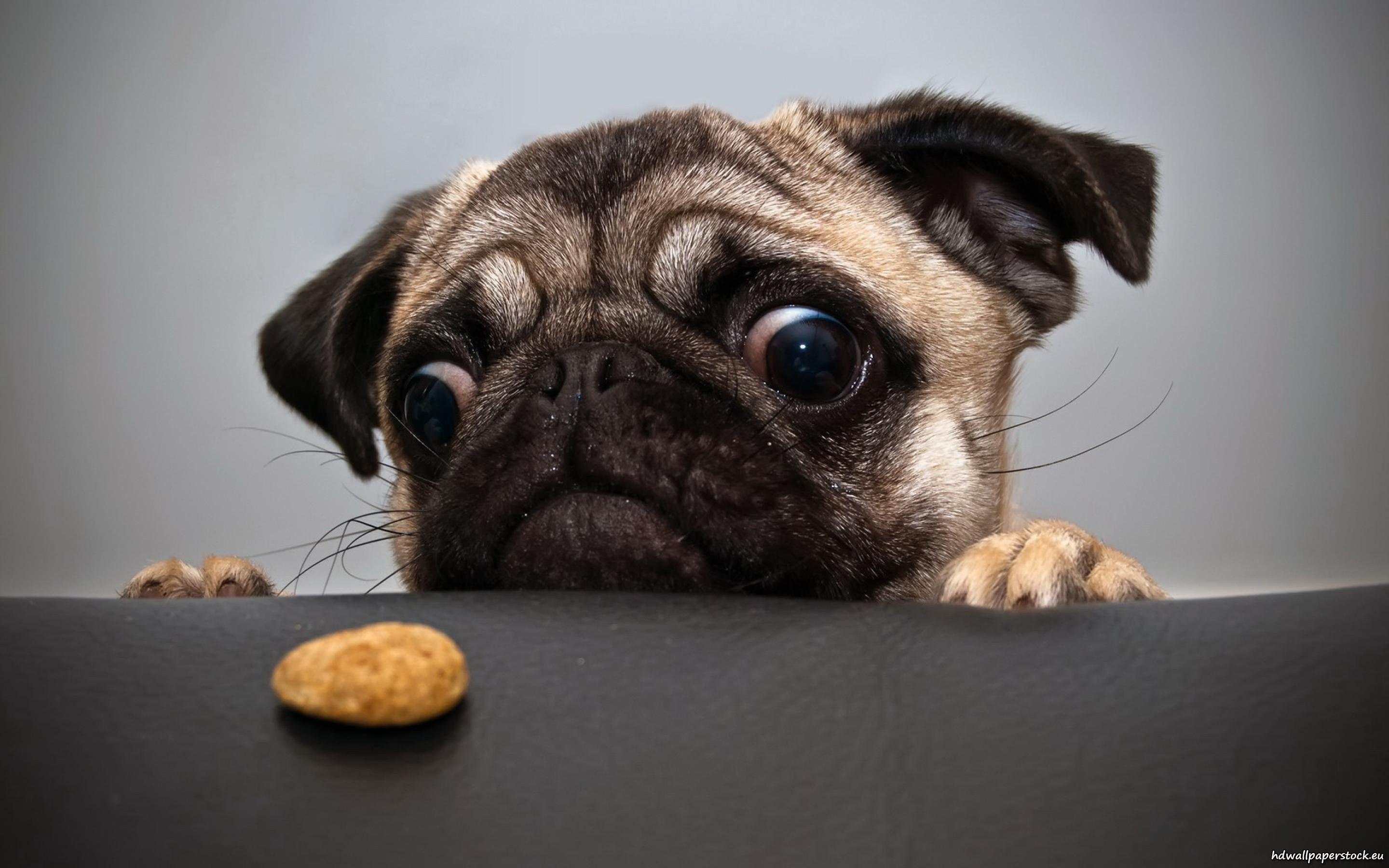 Hilarious Dog Wallpaper