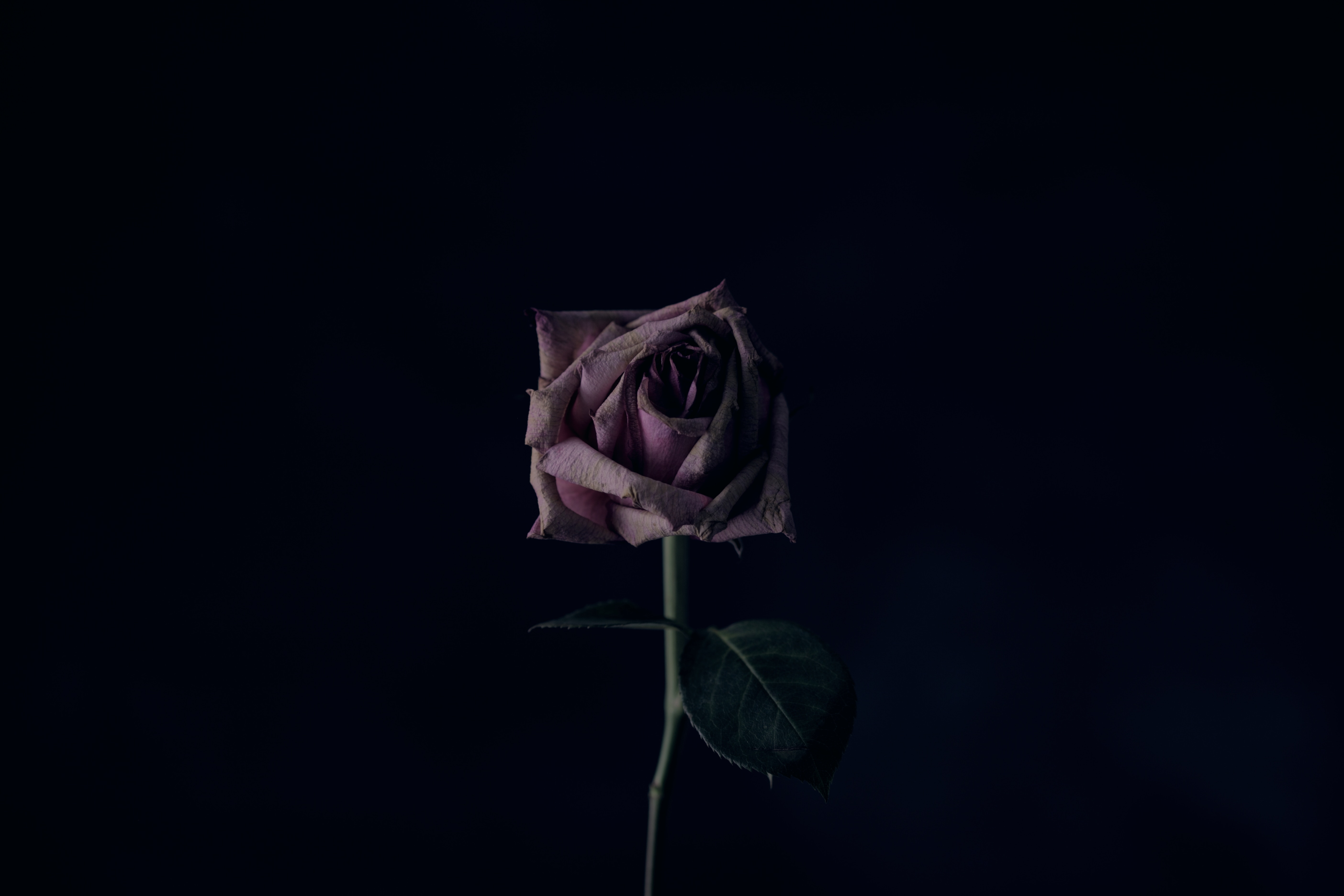 5616x3744 pink, evening, love, Public domain image, stillness, dried, moody, age, flower, forgotten, floral, wallpaper, alone, purple, elderly, vintage, rose, background, old, dry, dark Gallery HD Wallpaper