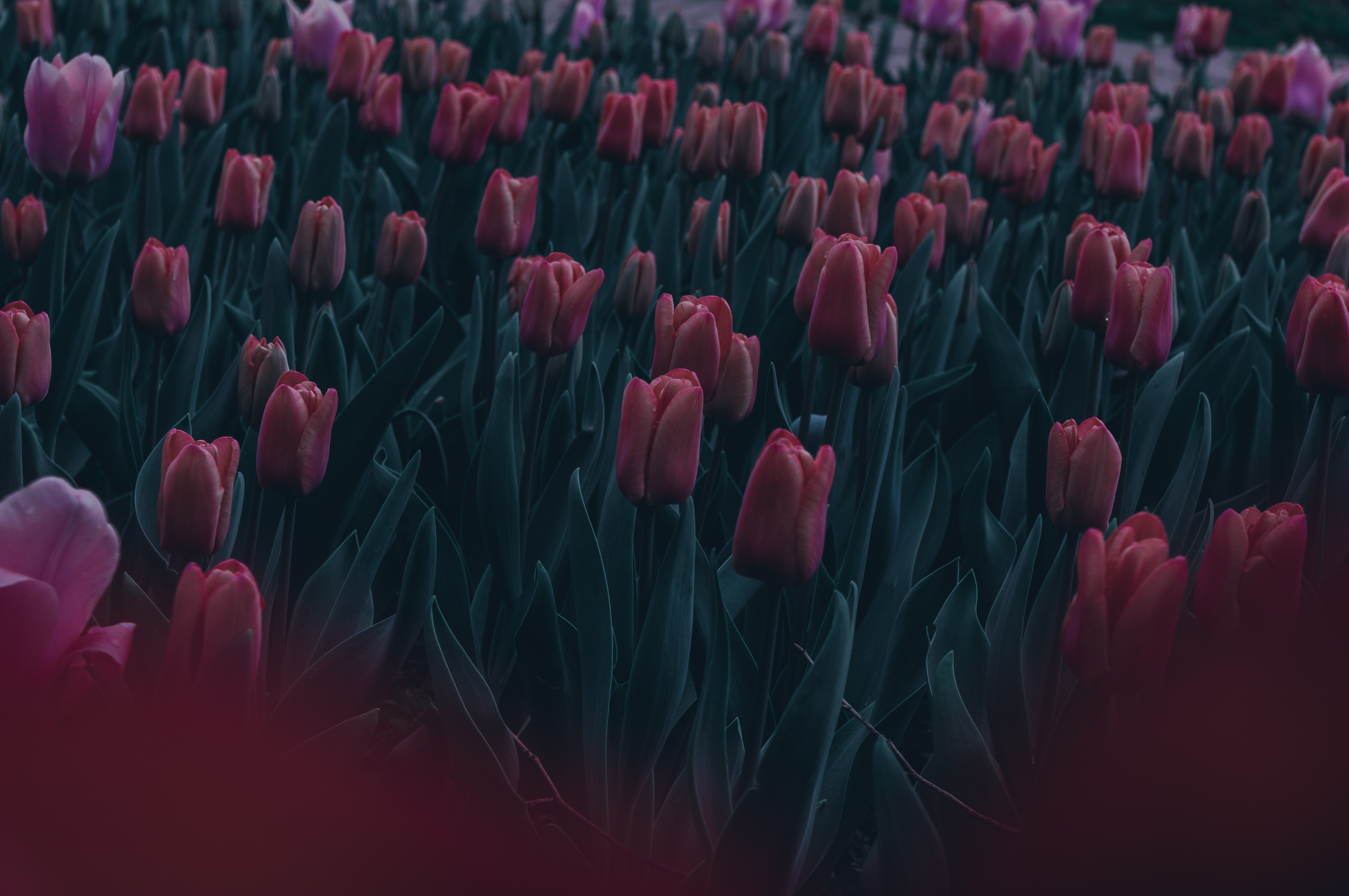 Wallpaper / dark, emotion, nature, leaves, green, tulips, red, pink, spring free download