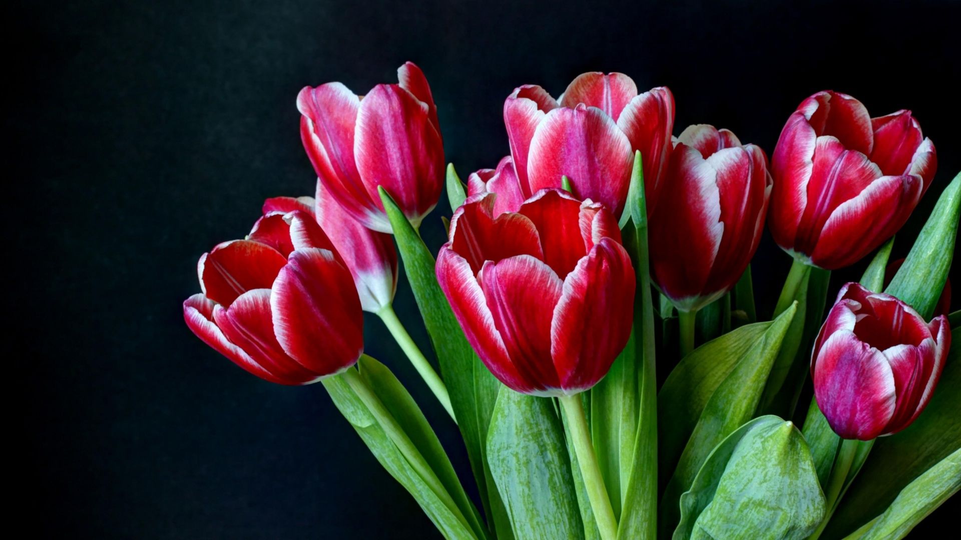 Download Wallpaper 1920x1080 Tulips, Flowers, Two Color, Bouquet, Dark Background Full HD 1080p HD Background. Spring Flowers Wallpaper, Flowers, Tulips