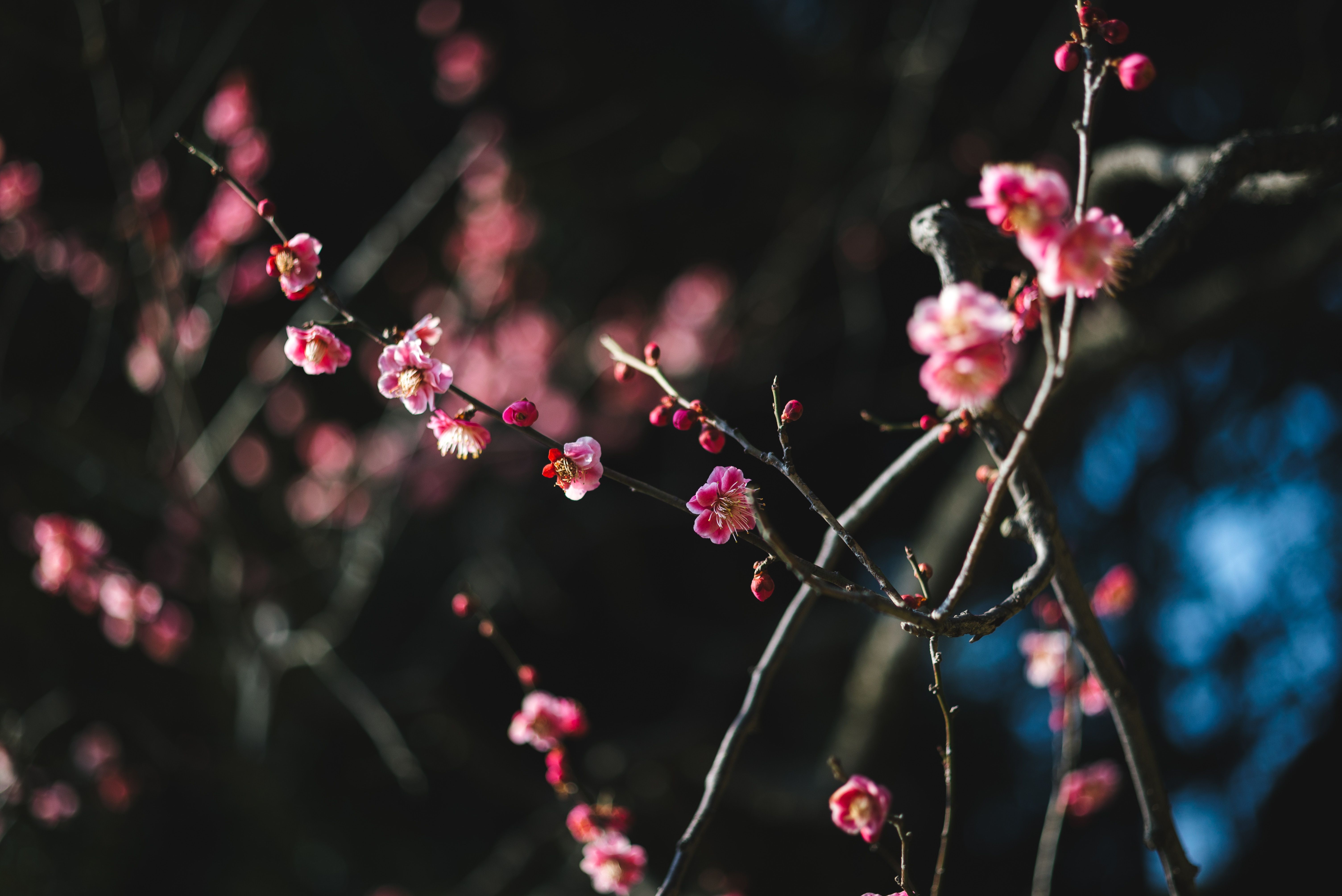 6016x4016 pink flower, plum, japaneseplum, wallpaper, plant, tree, red, flower, zen, garden, pink, Free , depth of field, red flower, nature, japanese plum, redplum, dark background, outdoors, ume